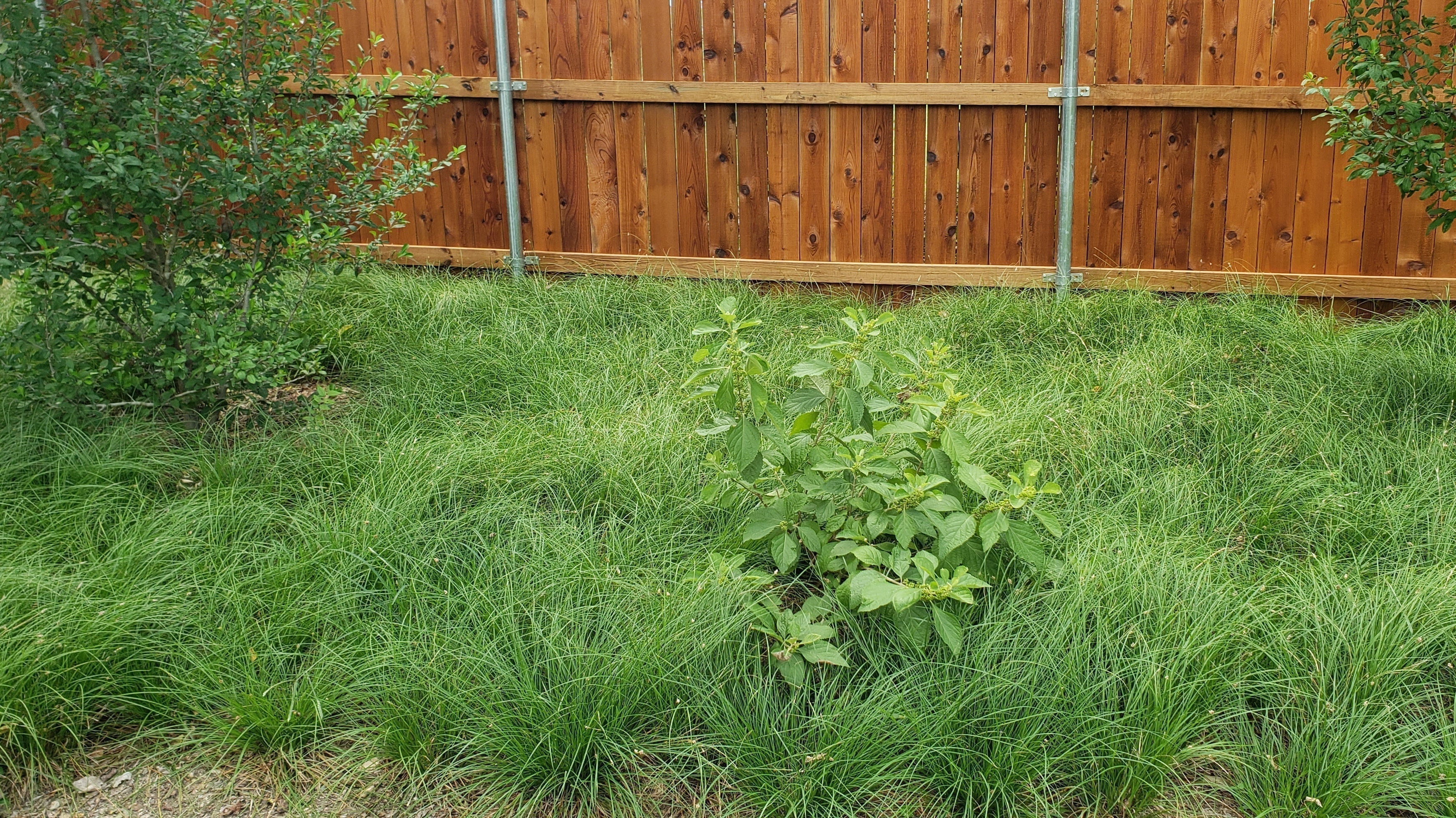 There Is a Native Ground Cover for Every Garden