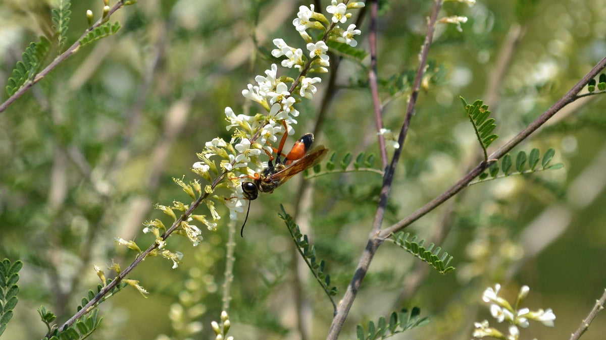 Plant This, Not That: Native Alternatives to Nandina, Bradford Pear, Vitex, Chinese Privet & Other Invasive Plants in North Texas.