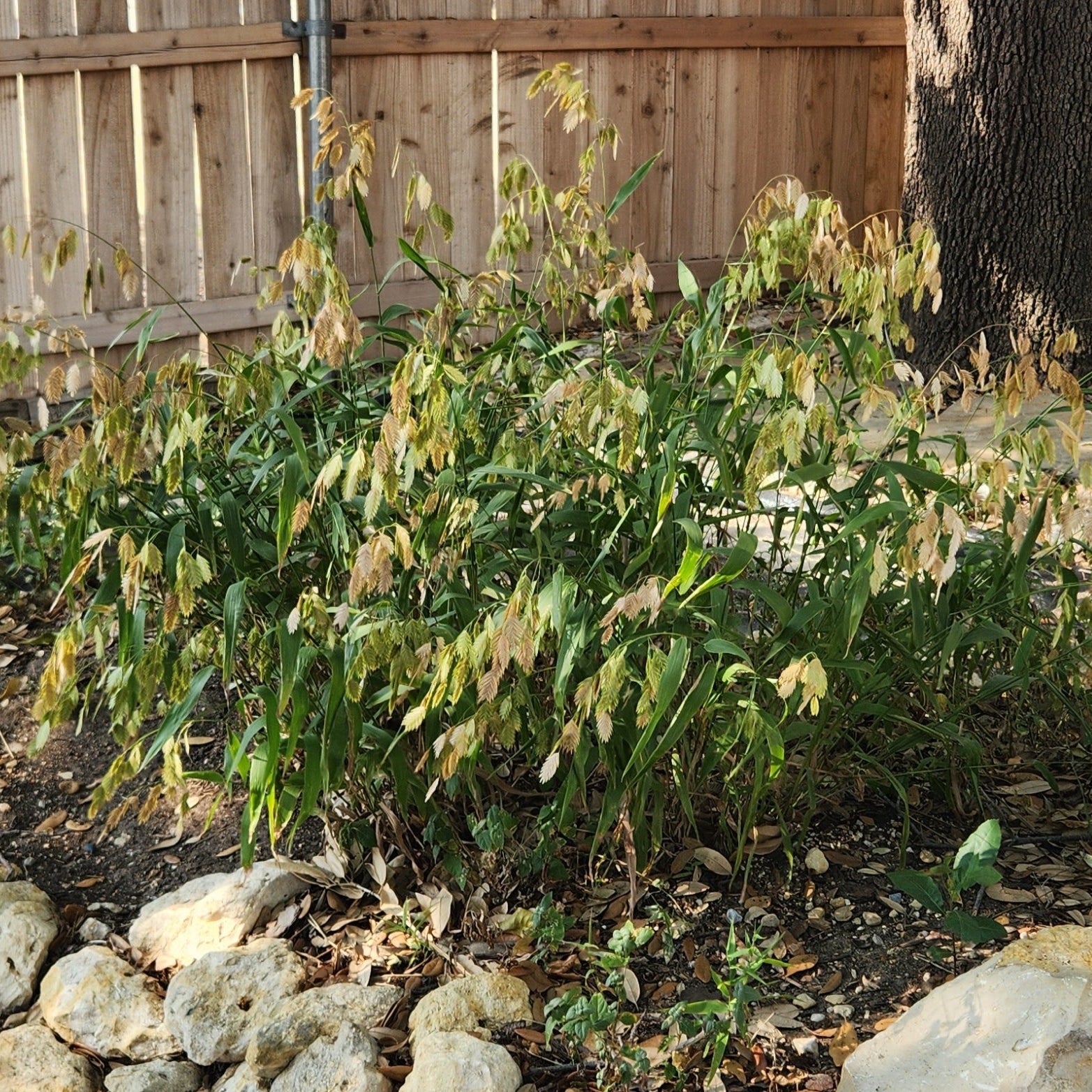 Chasmanthium latifolium (Inland Sea Oats)