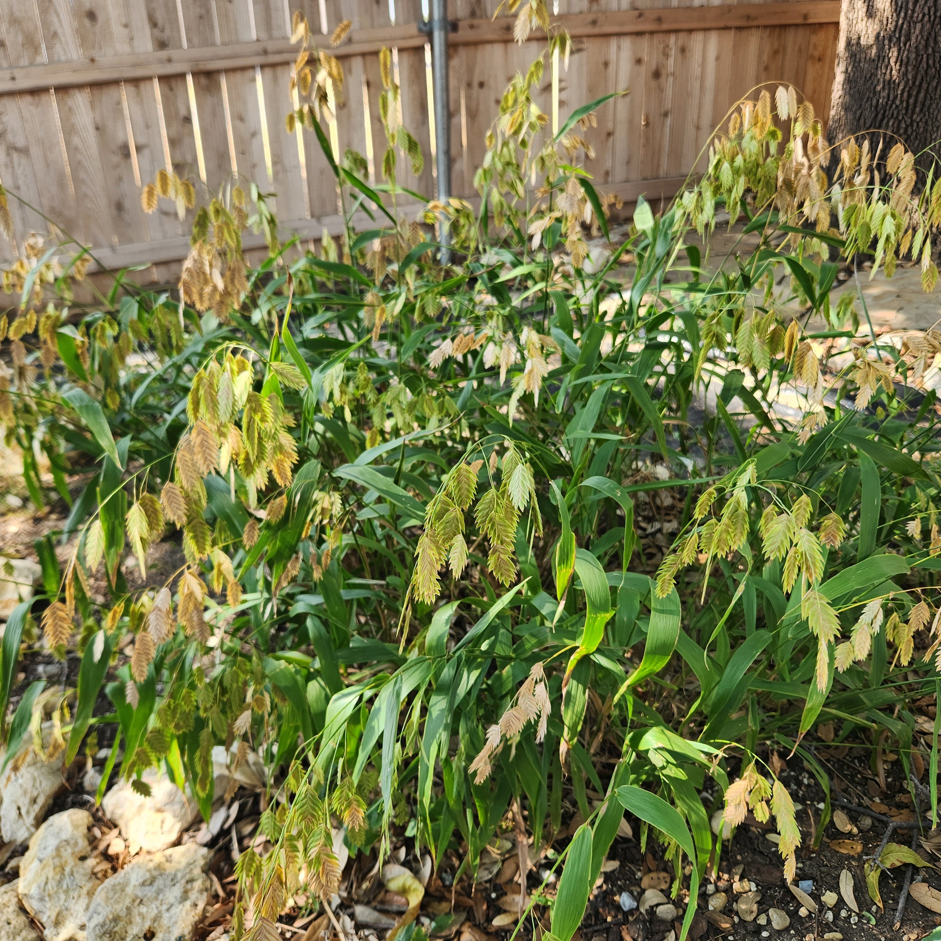 Chasmanthium latifolium (Inland Sea Oats)
