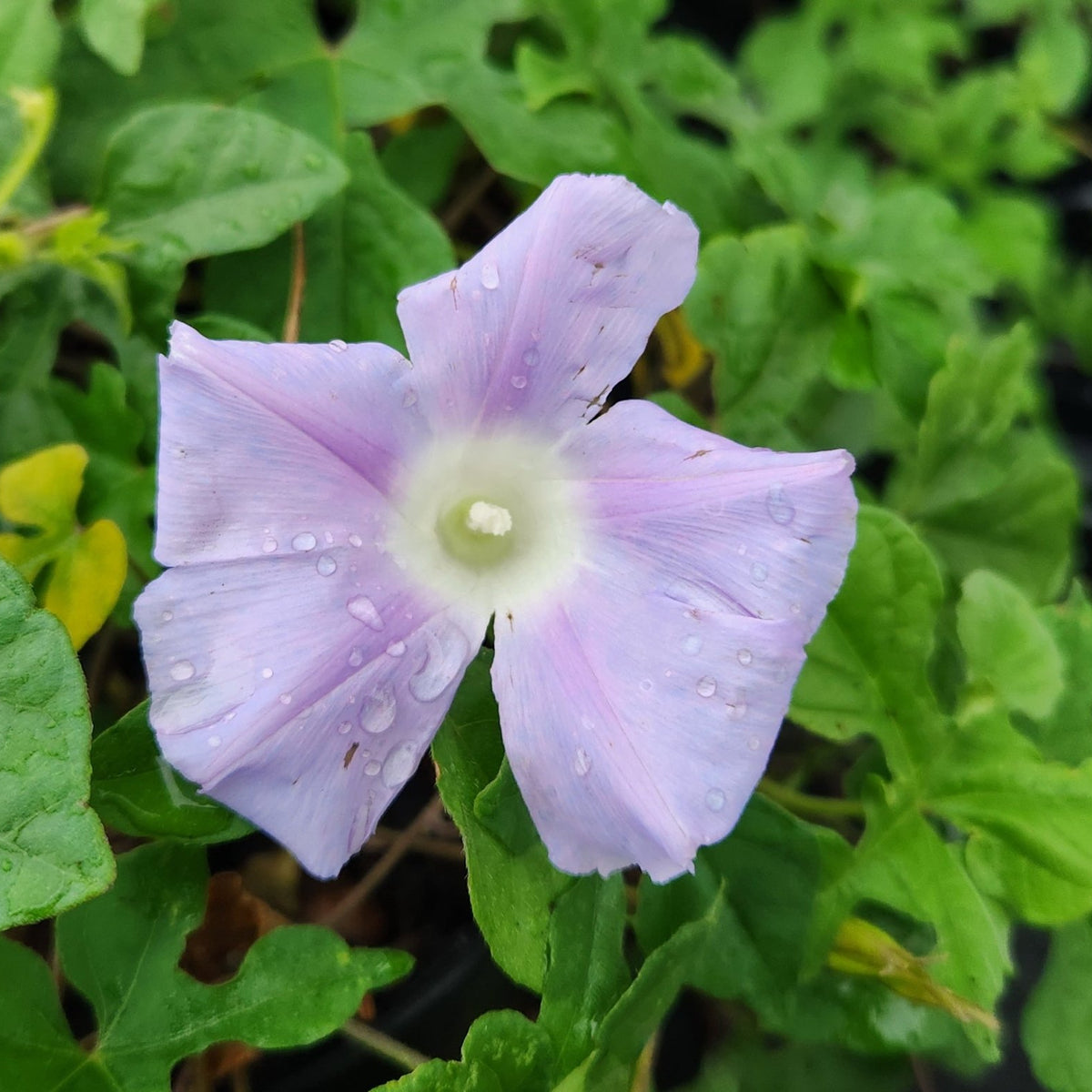 Ipomoea lindheimeri (Lindheimer's Morning-glory)