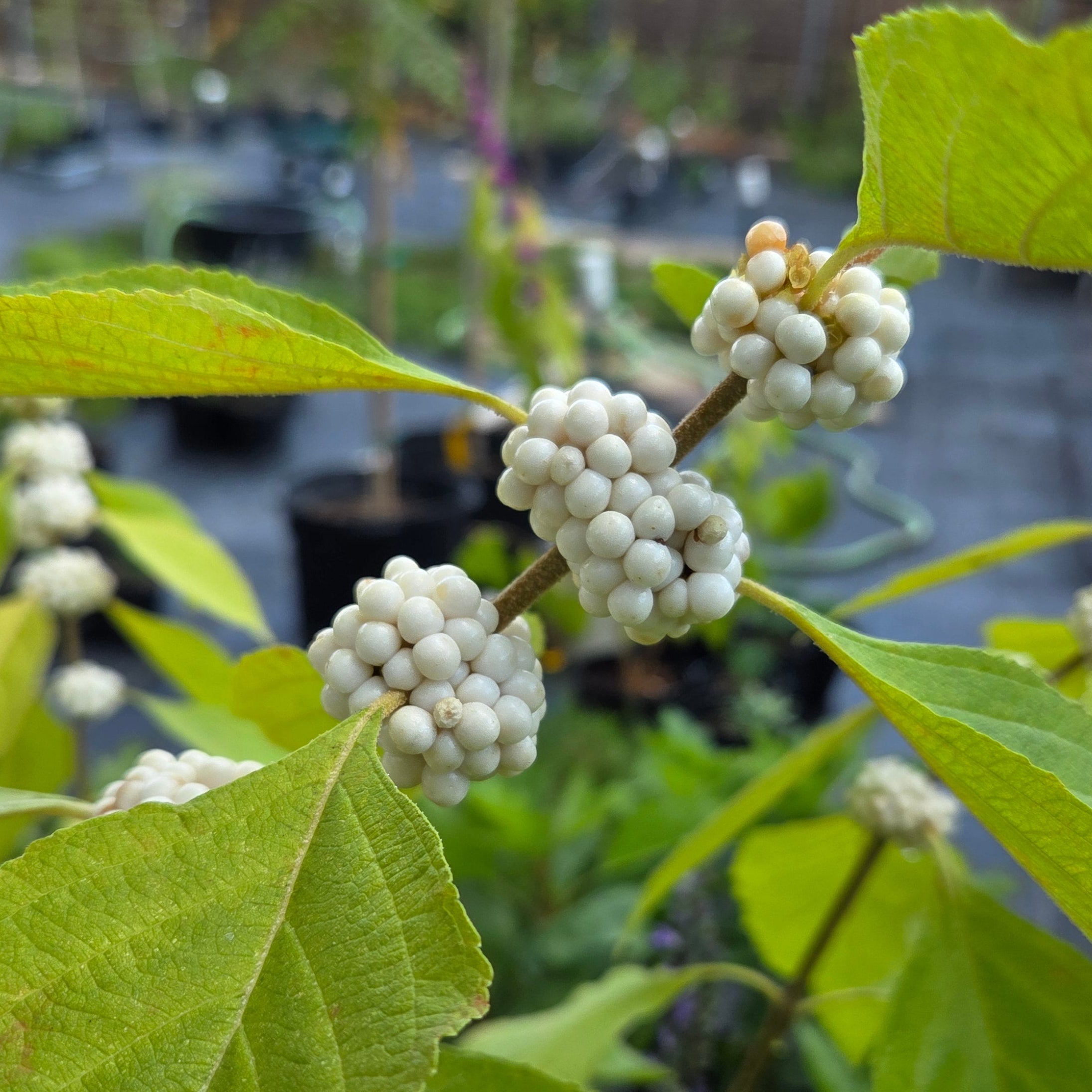 Callicarpa americana (American Beautyberry white)