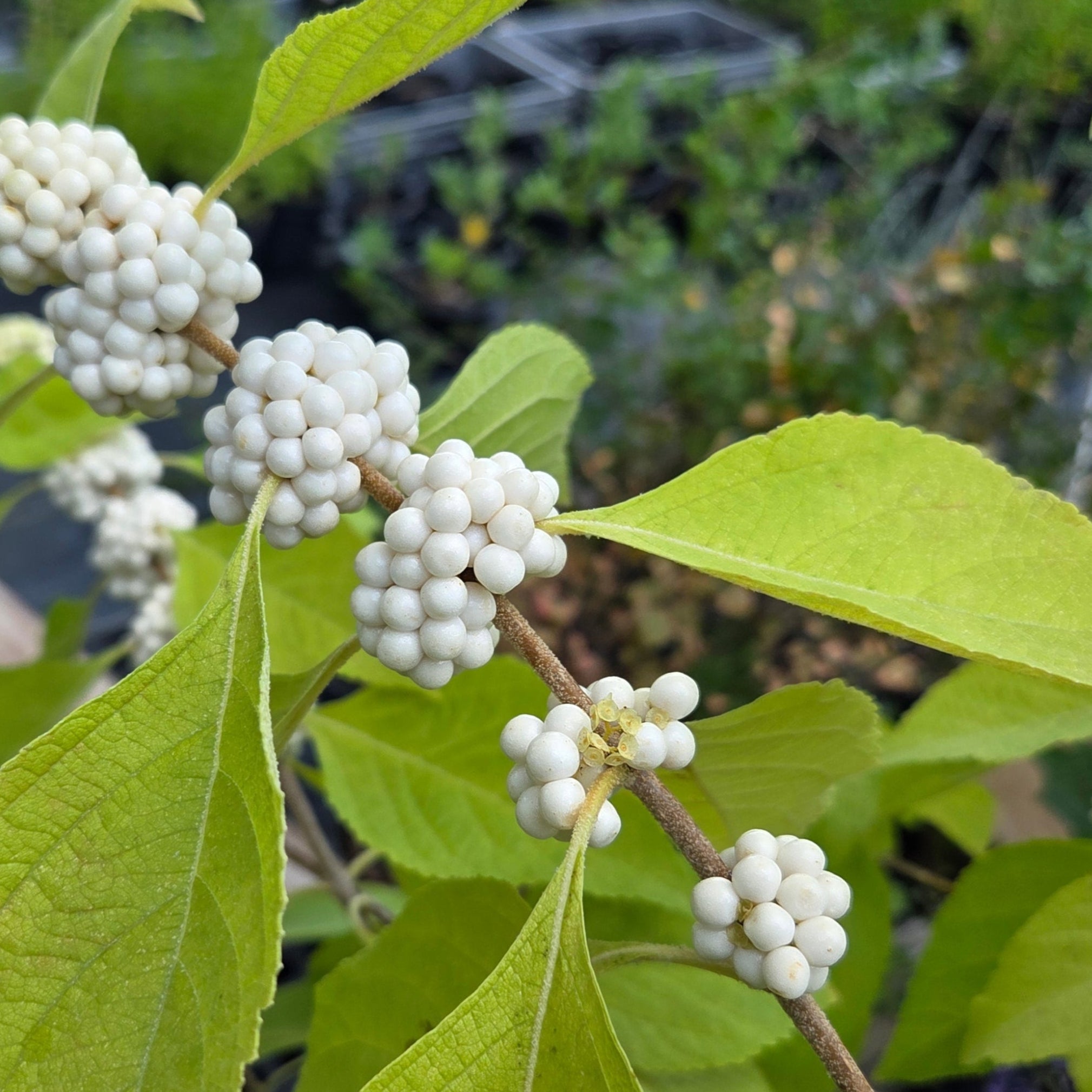 Callicarpa americana (American Beautyberry white)