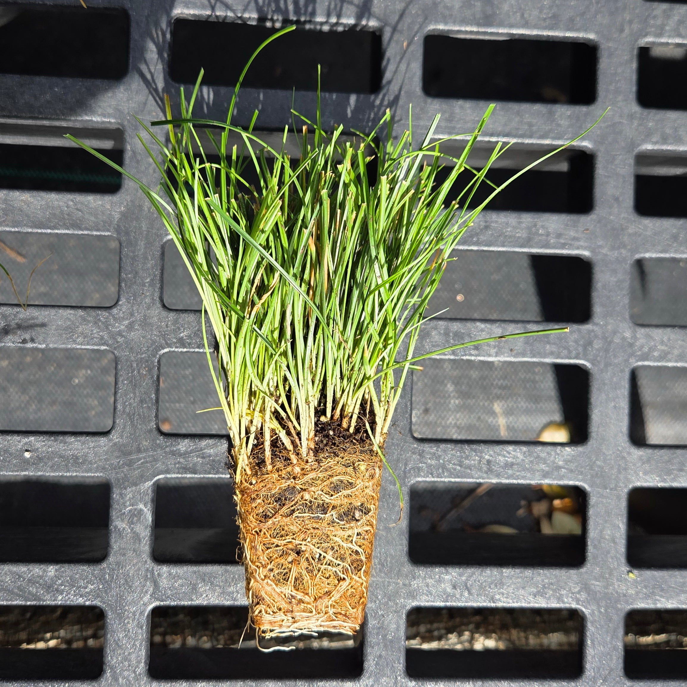 Carex texensis (Texas Sedge)