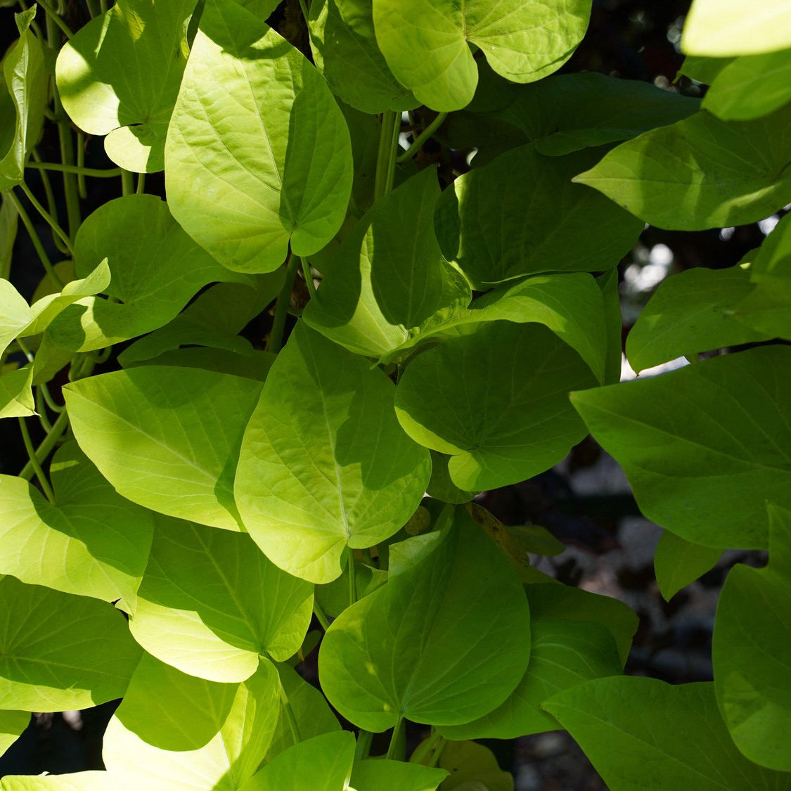 Aristolochia tomentosa (Woolly Pipevine)