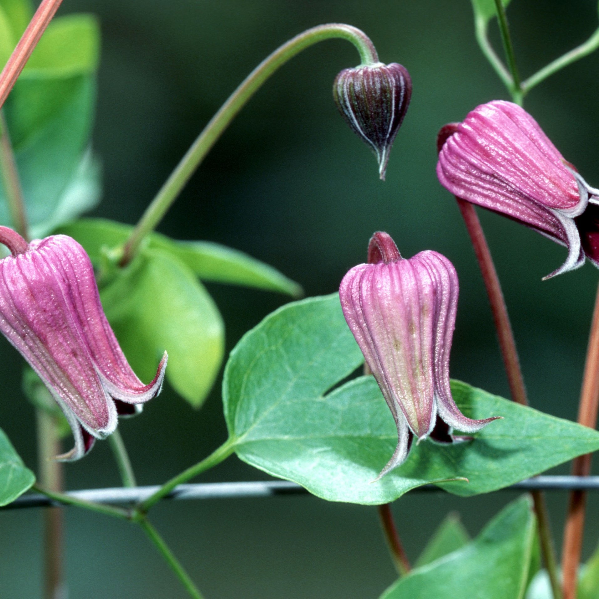 Clematis pitcheri (Purple Clematis)