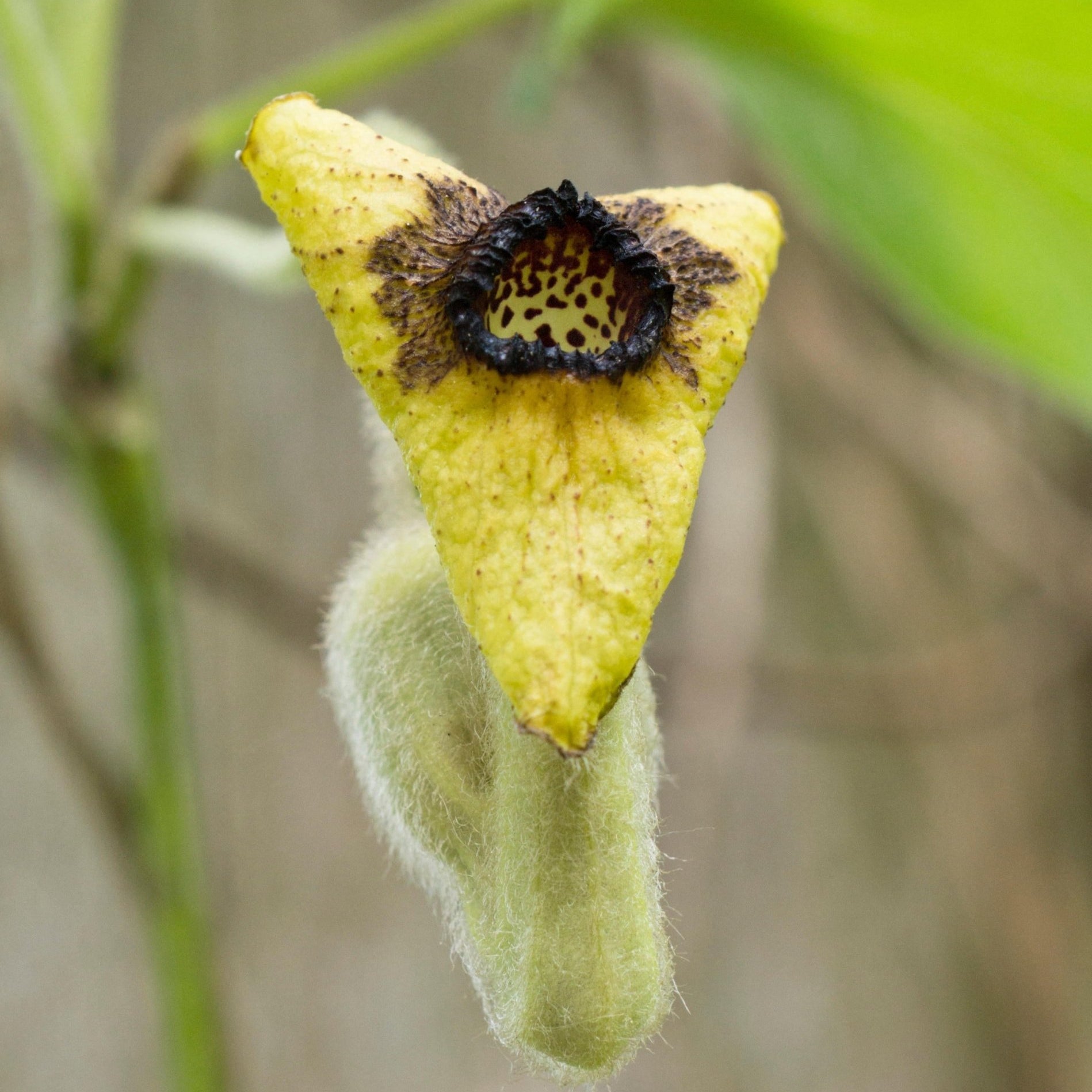 Aristolochia tomentosa (Woolly Pipevine)