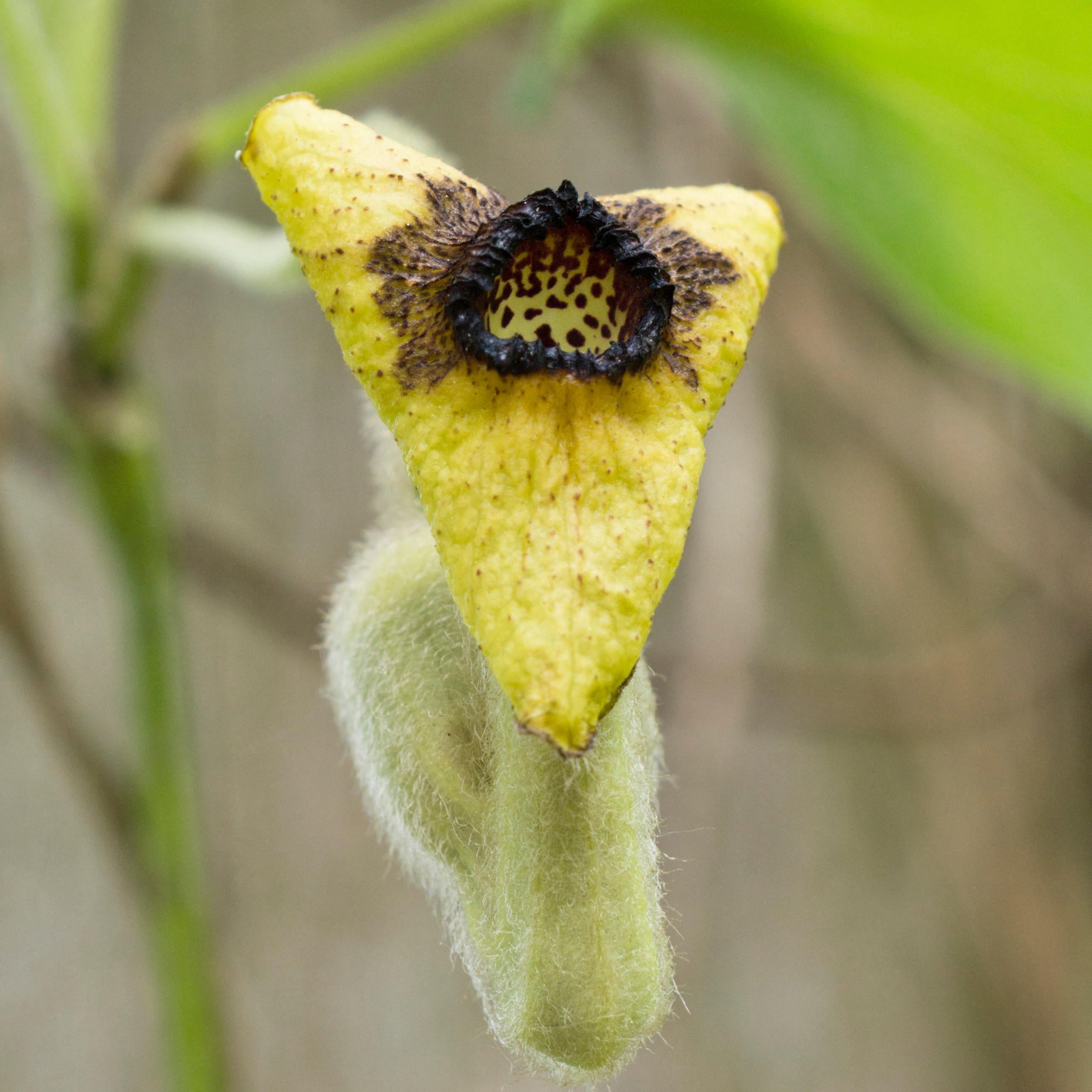 Aristolochia tomentosa (Woolly Pipevine)