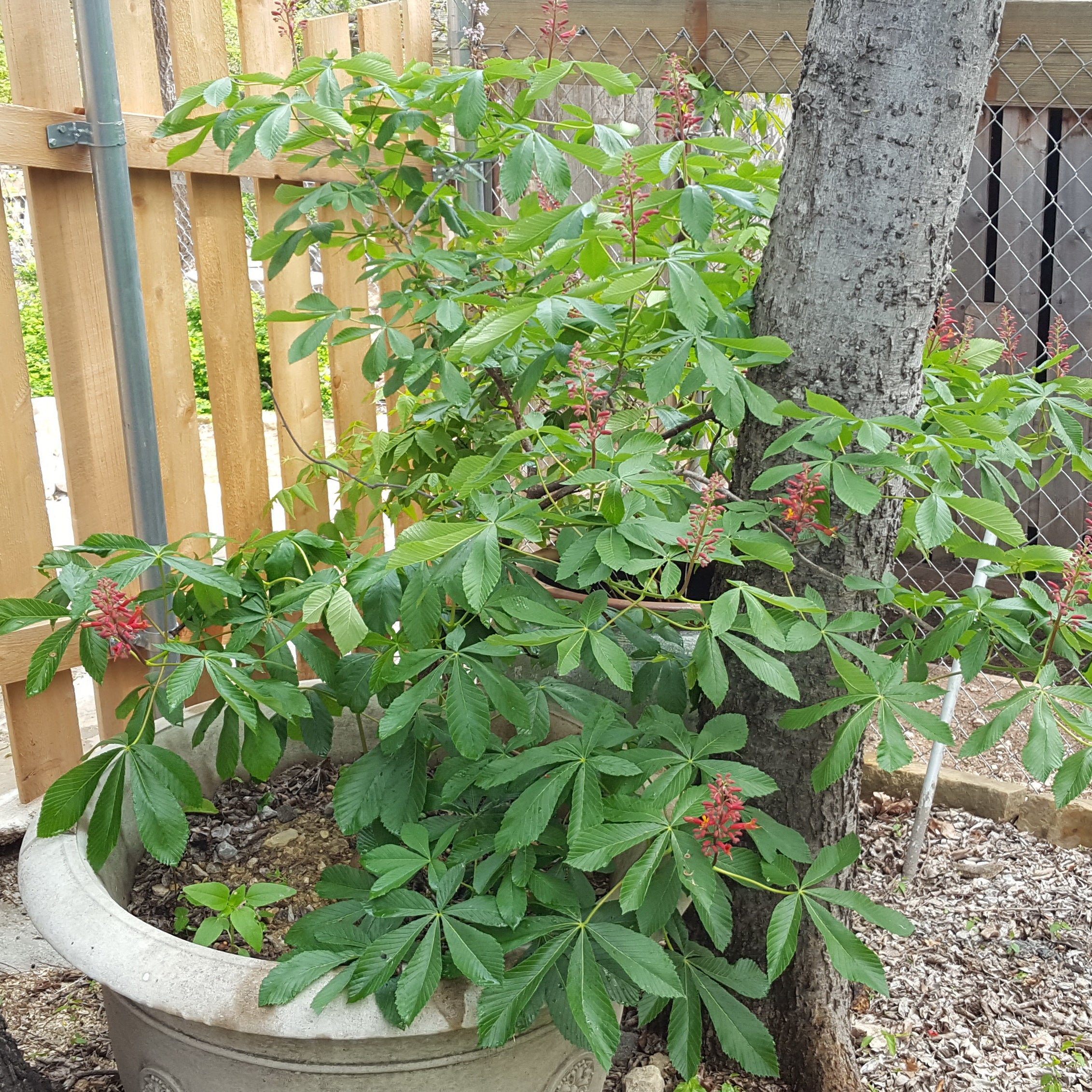 Red Buckeye (Aesculus pavia)