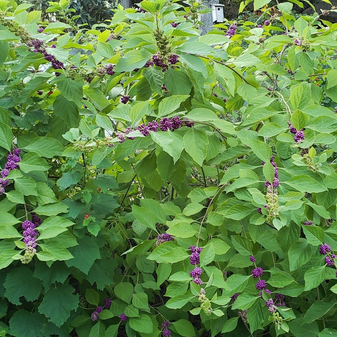 American Beautyberry (Callicarpa americana)