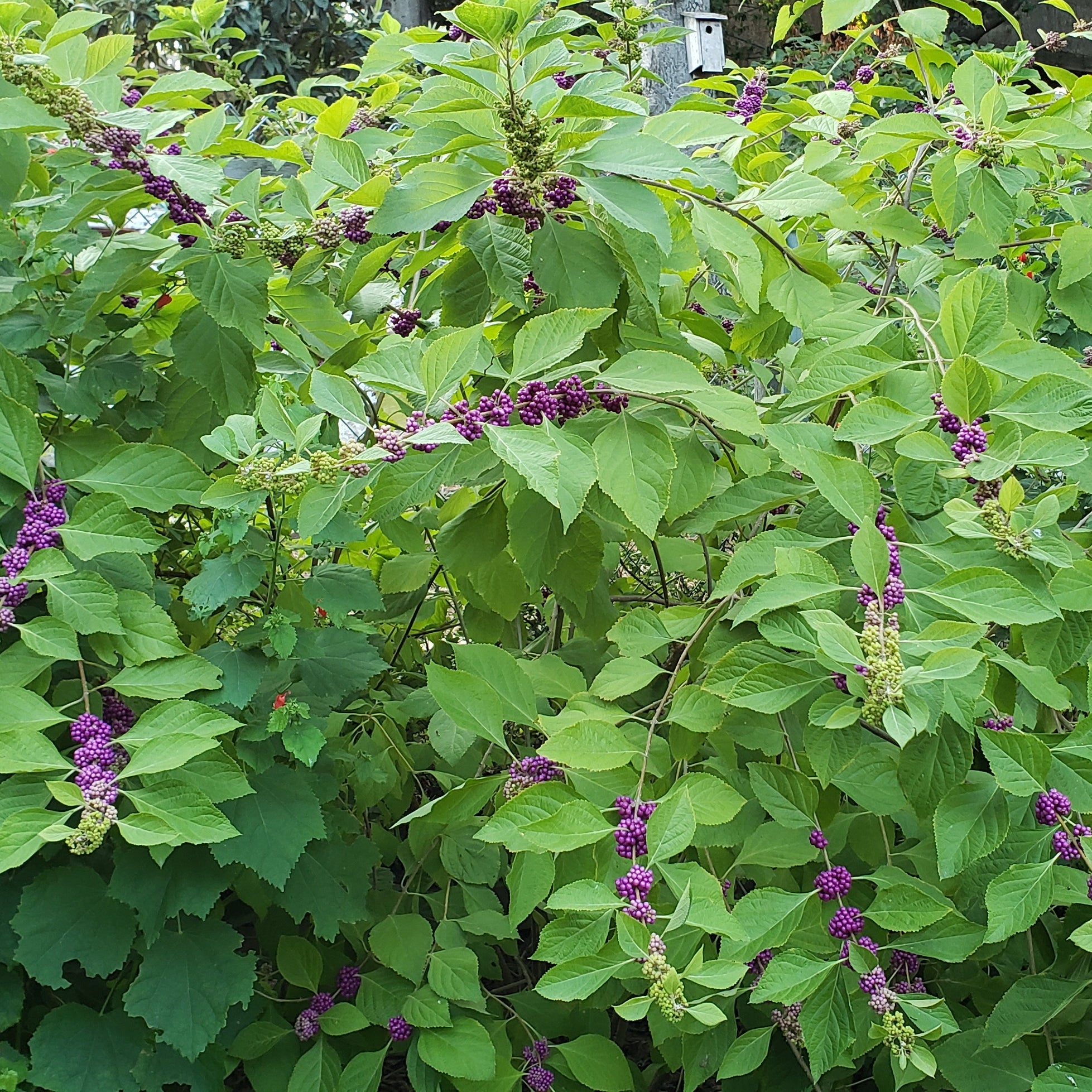 American Beautyberry (Callicarpa americana)