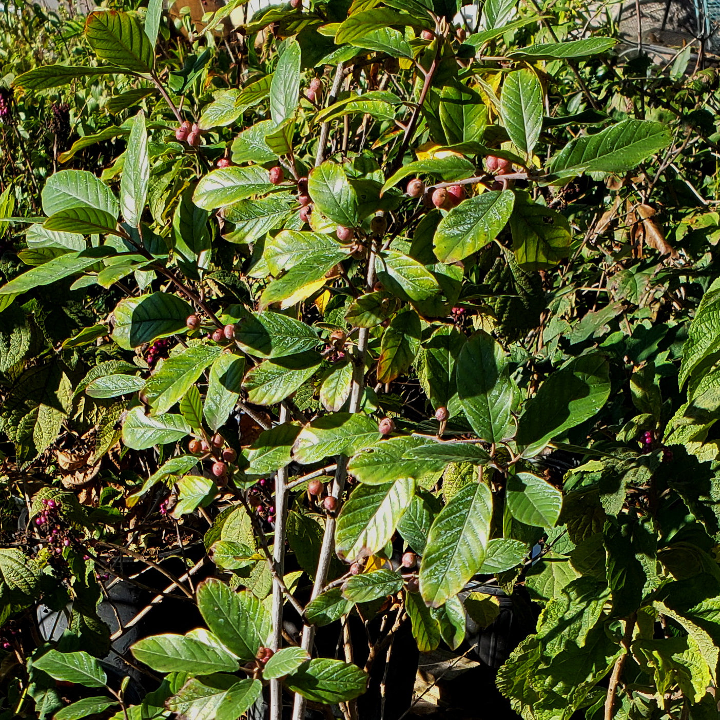 Carolina Buckthorn (Frangula caroliniana)