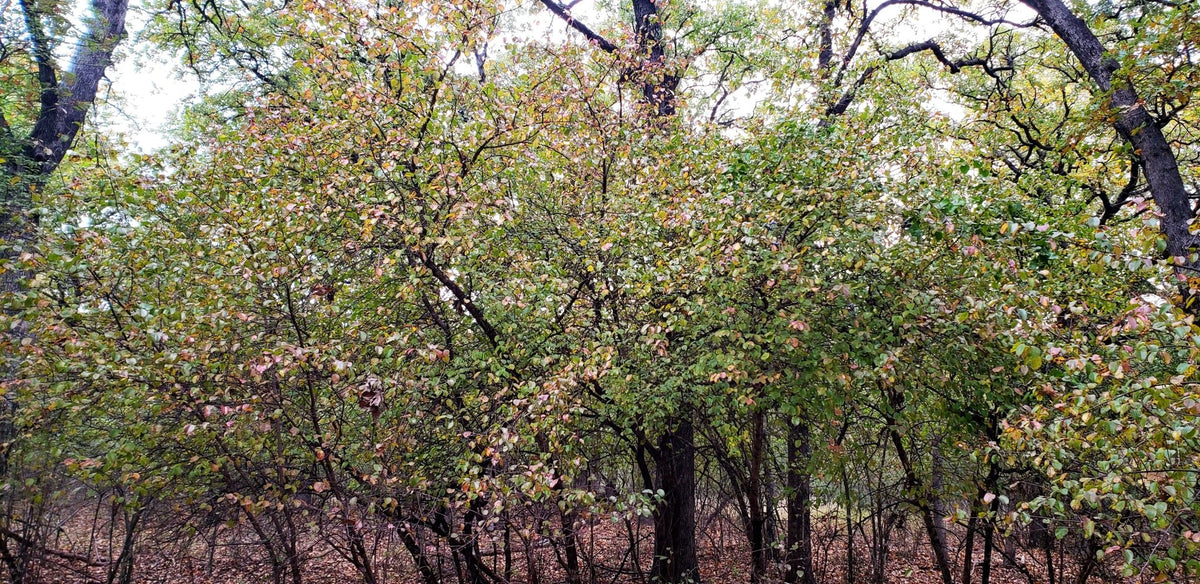 Viburnum rufidulum (Rusty Blackhaw Viburnum)