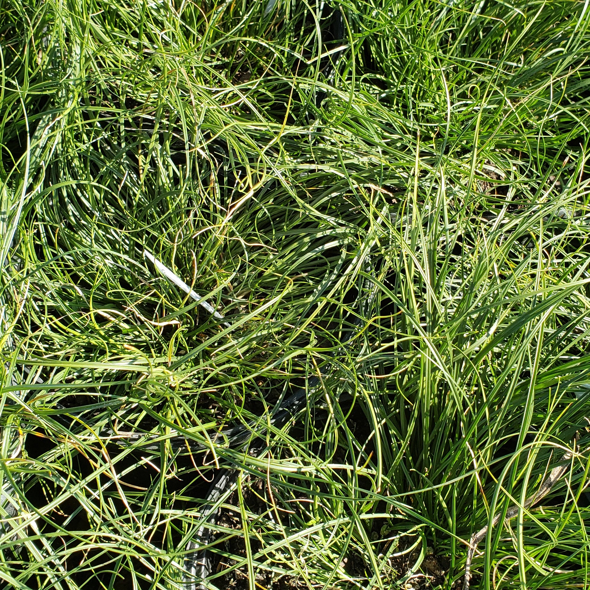 Texas Sedge (Carex texensis)