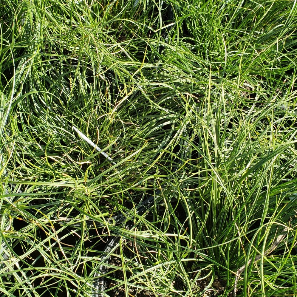 Texas Sedge (Carex texensis)