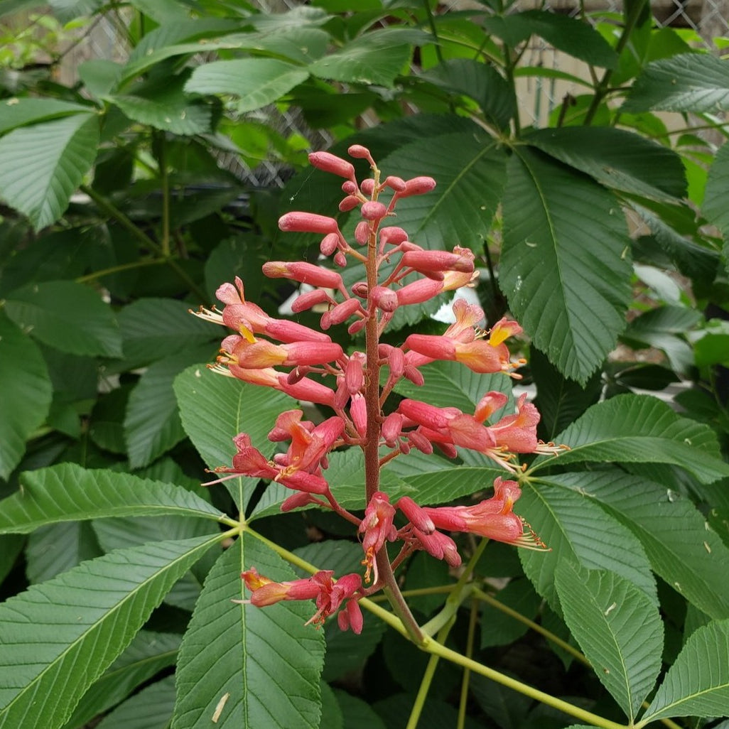 Red Buckeye (Aesculus pavia)