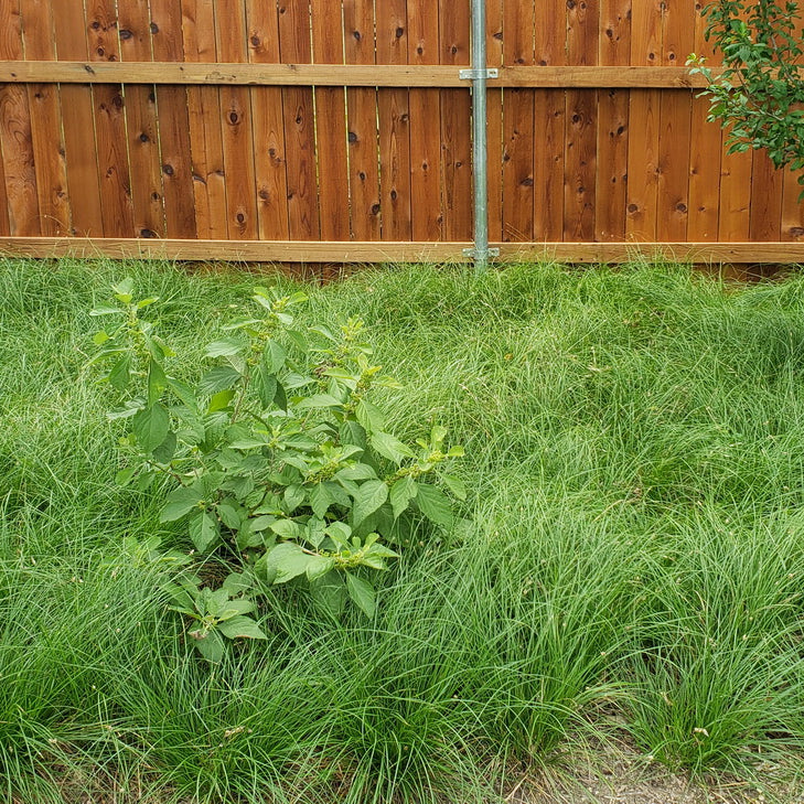 Carex perdentata (Meadow Sedge)