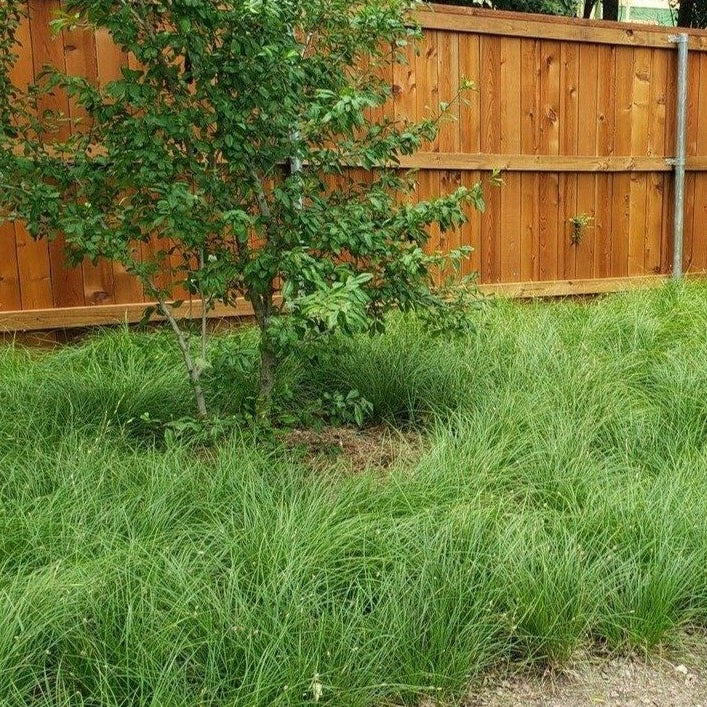 Carex perdentata (Meadow Sedge)