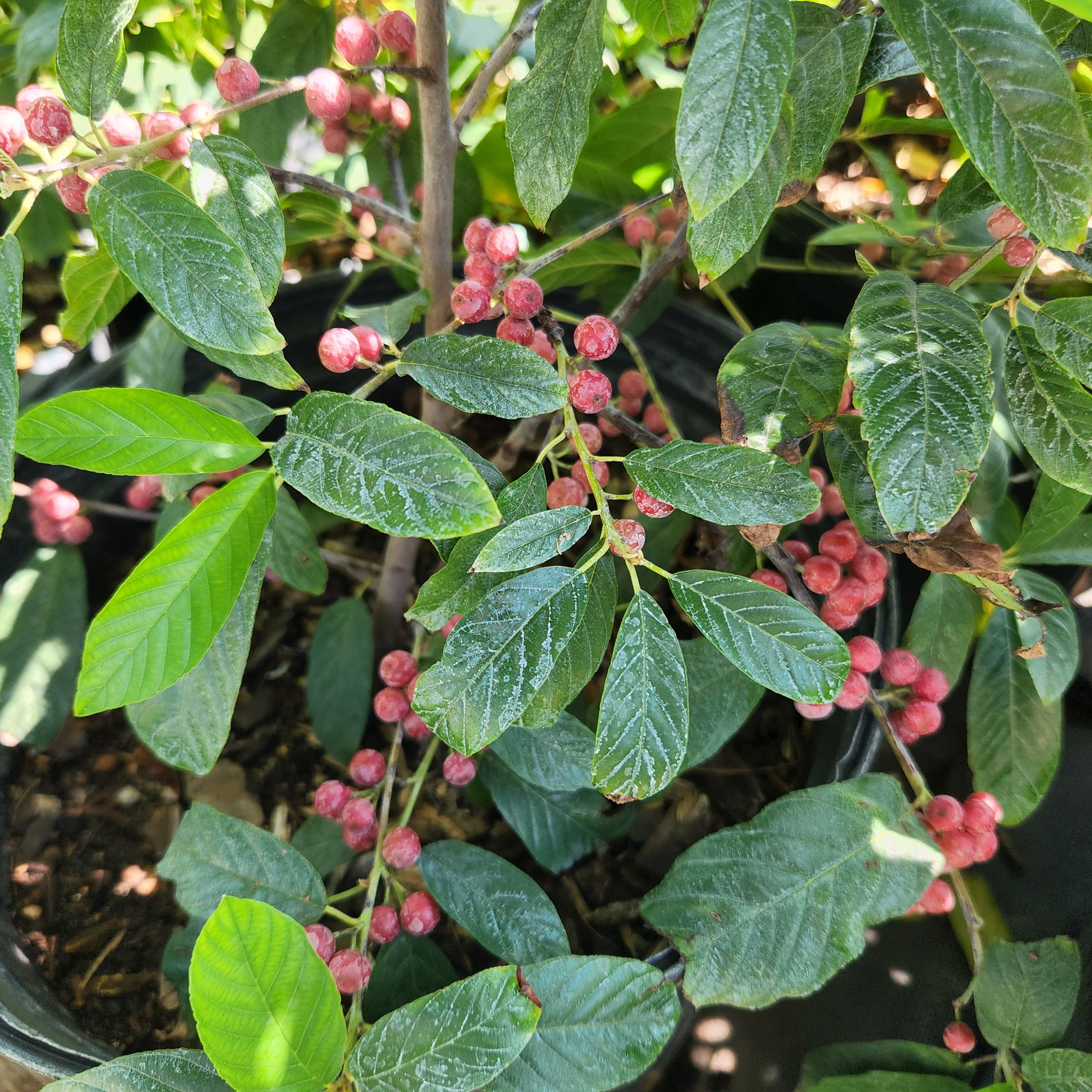 Frangula caroliniana (Carolina Buckthorn)