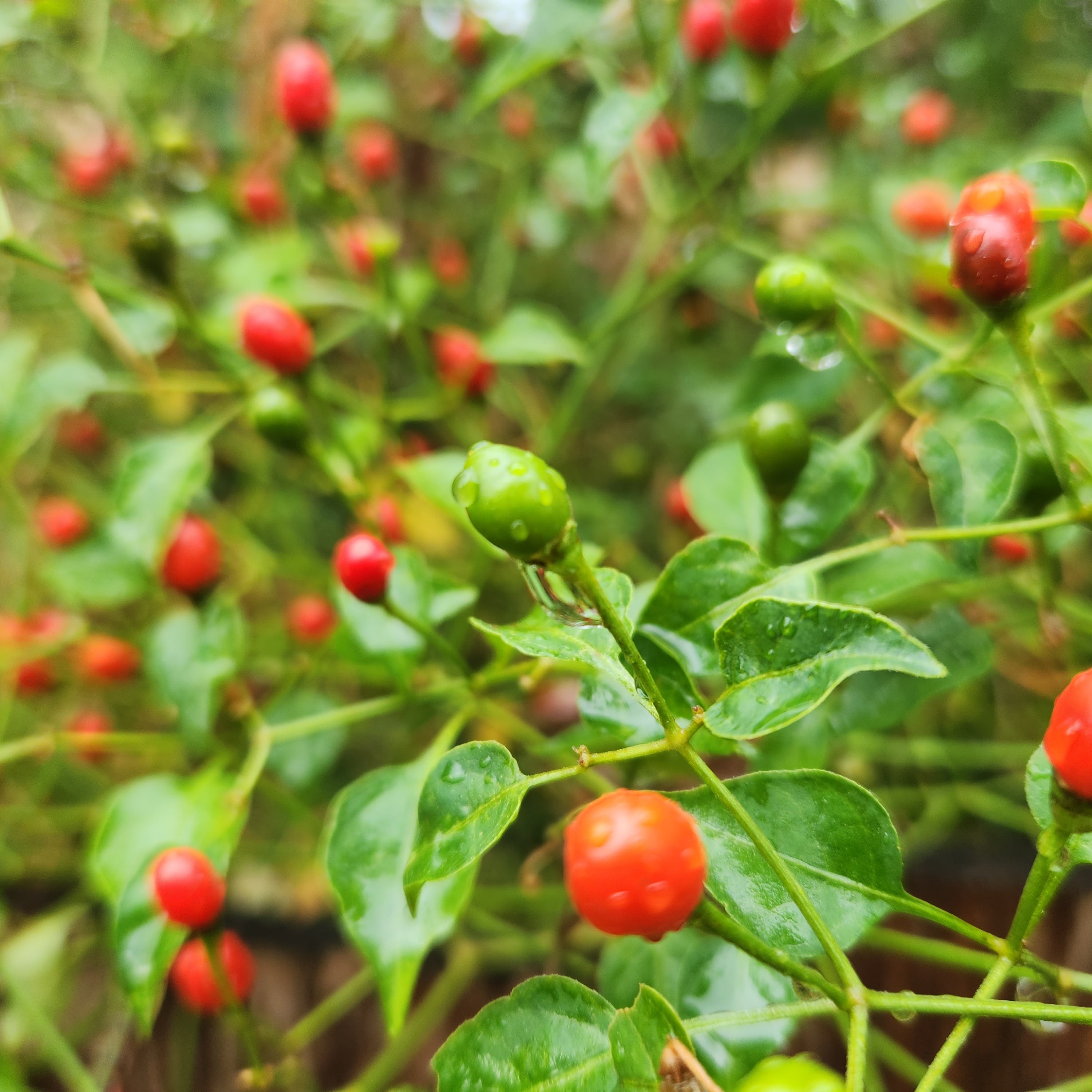 Capsicum annuum var. glabriusculum (Chile Petin)