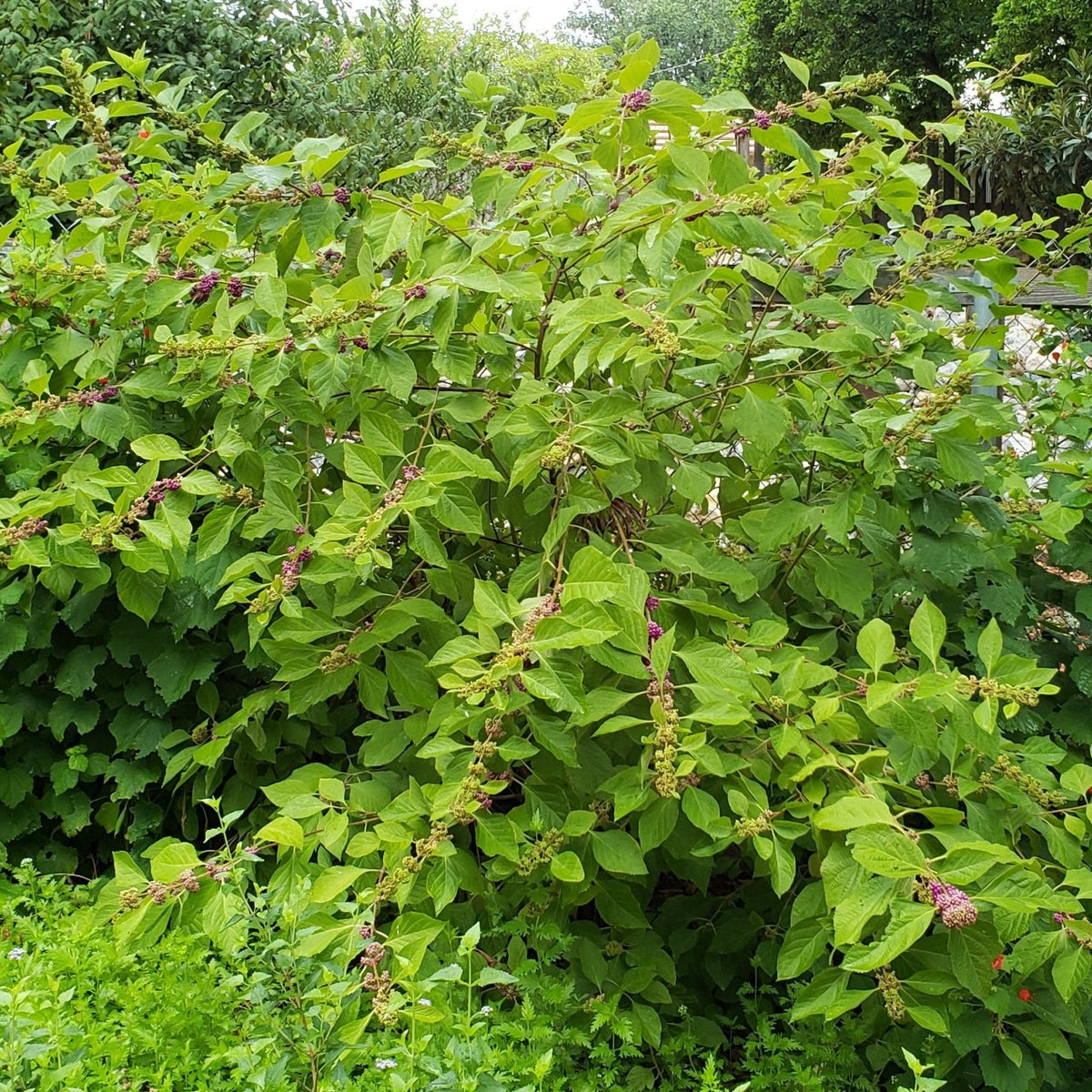 American Beautyberry (Callicarpa americana)