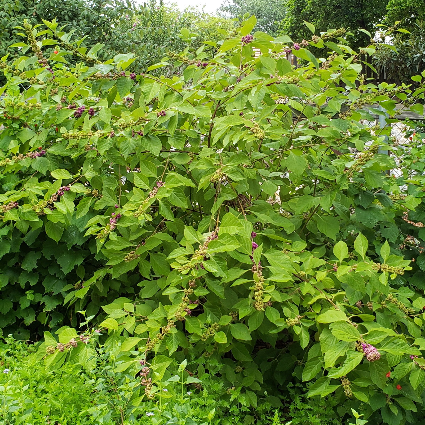 American Beautyberry (Callicarpa americana)