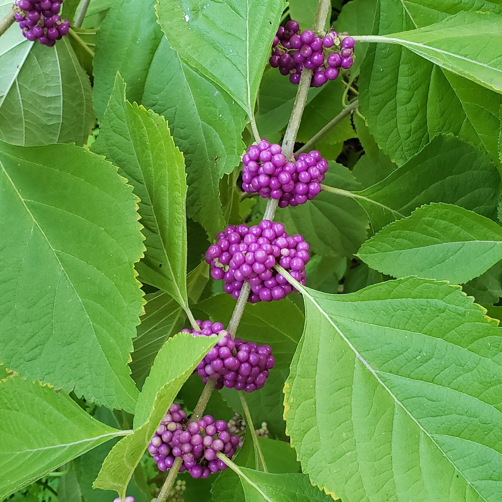 American Beautyberry (Callicarpa americana)