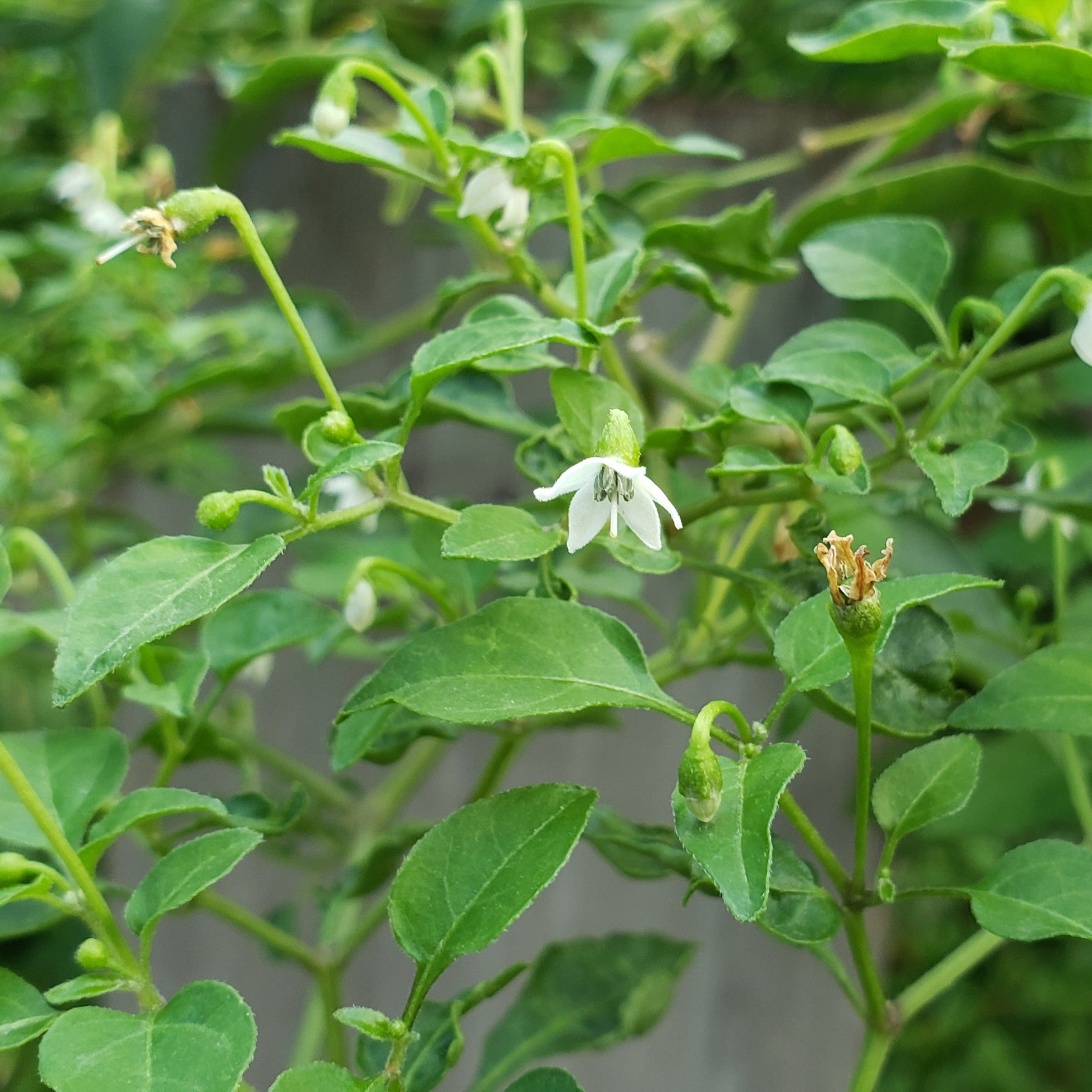 Capsicum annuum var. glabriusculum (Chile Petin)