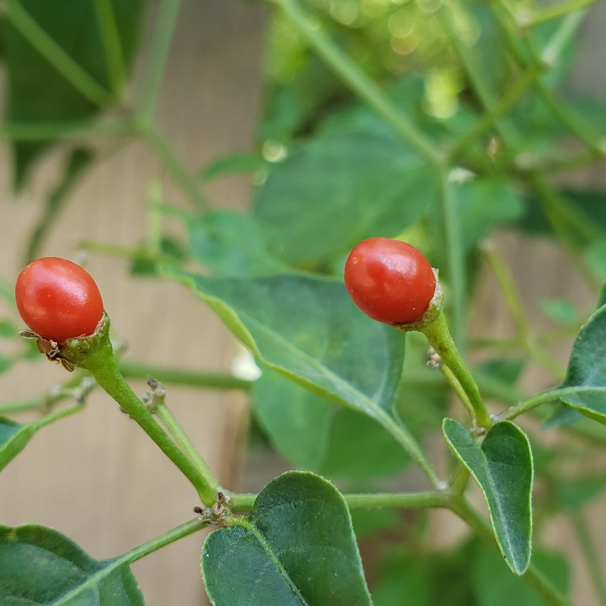 Capsicum annuum var. glabriusculum (Chile Petin)