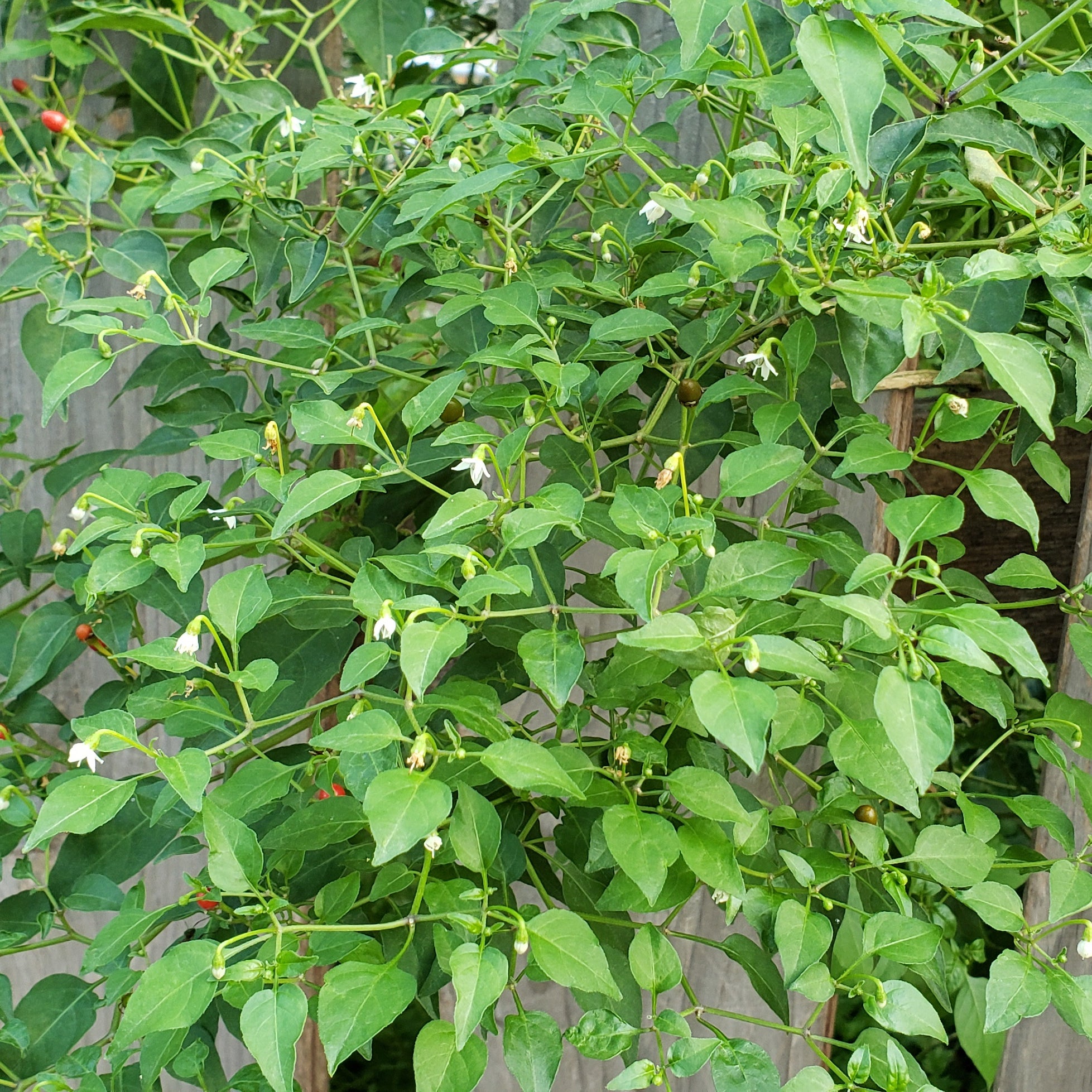 Capsicum annuum var. glabriusculum (Chile Petin)