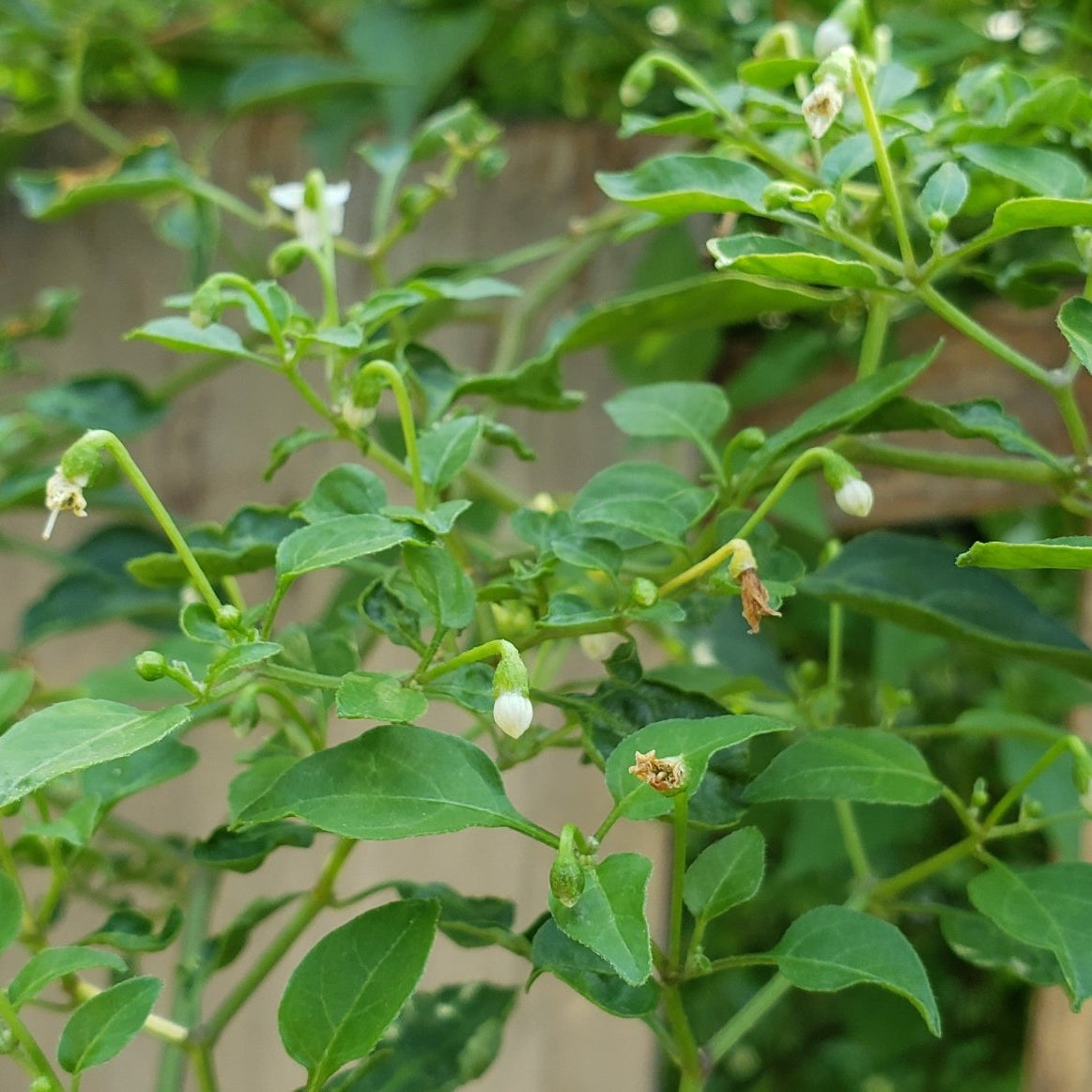 Capsicum annuum var. glabriusculum (Chile Petin)