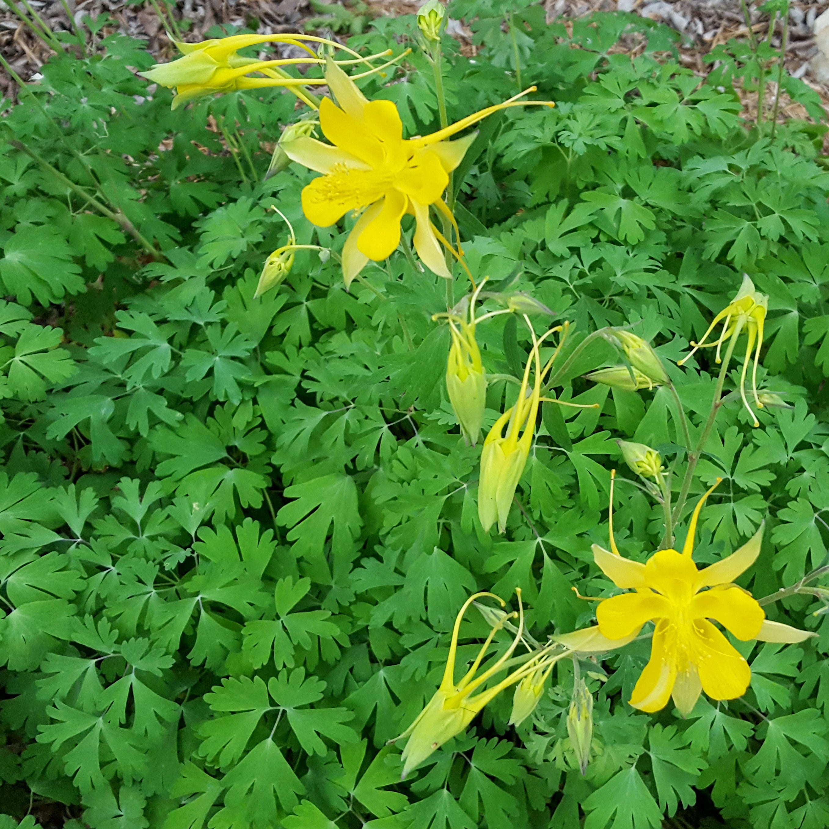 Aquilegia chrysantha hinckleyana (Yellow Columbine 'Texas Gold')