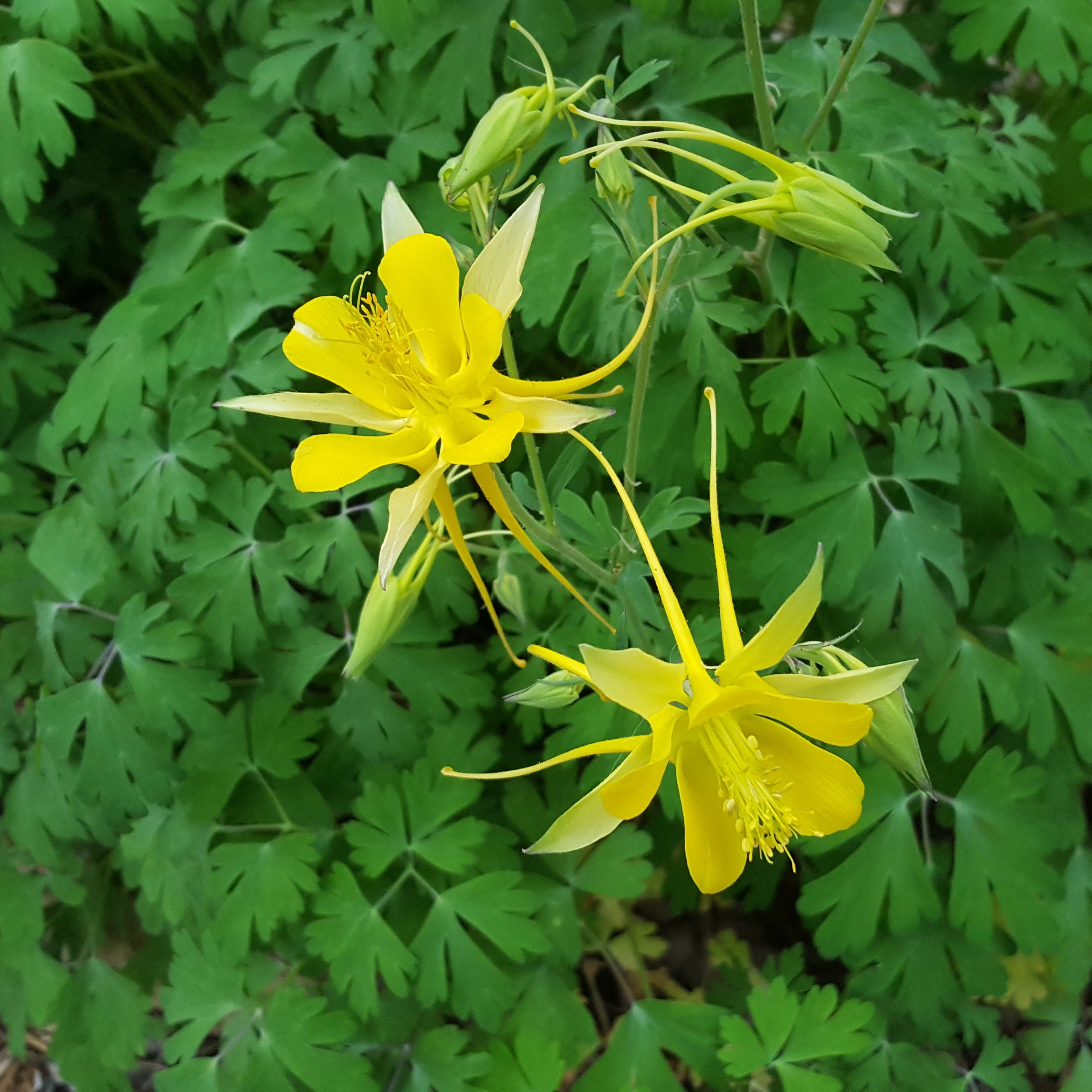 Aquilegia chrysantha hinckleyana (Yellow Columbine 'Texas Gold')