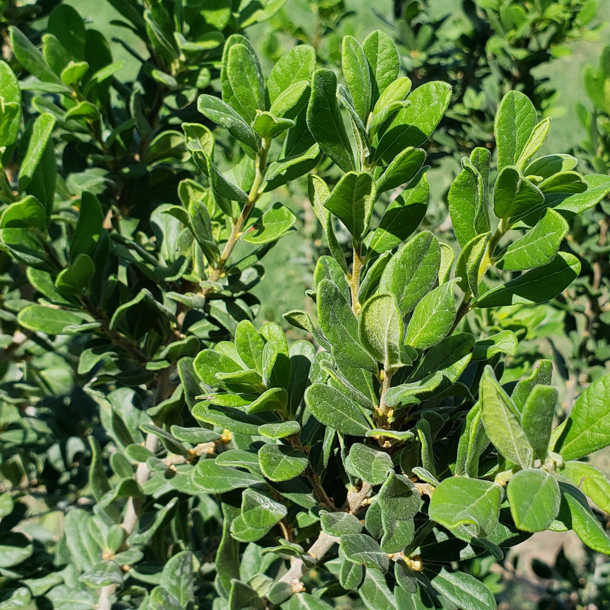 Elbow bush (Forestiera pubescens)