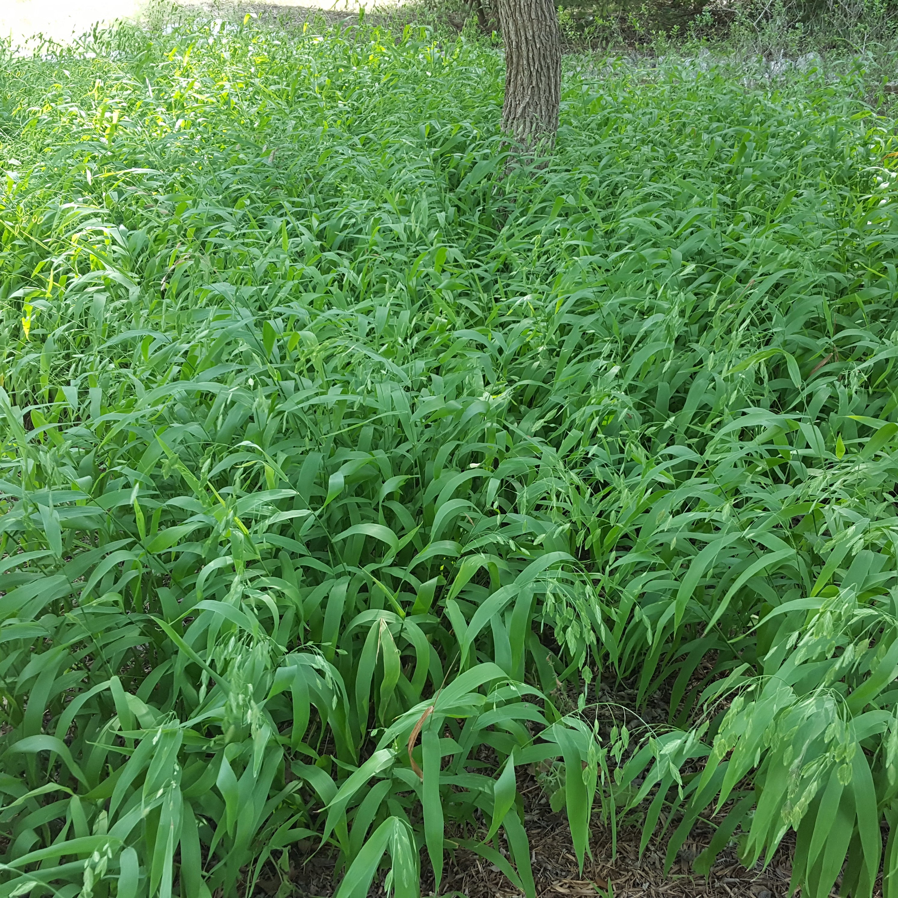Inland sea oats (Chasmanthium latifolium)