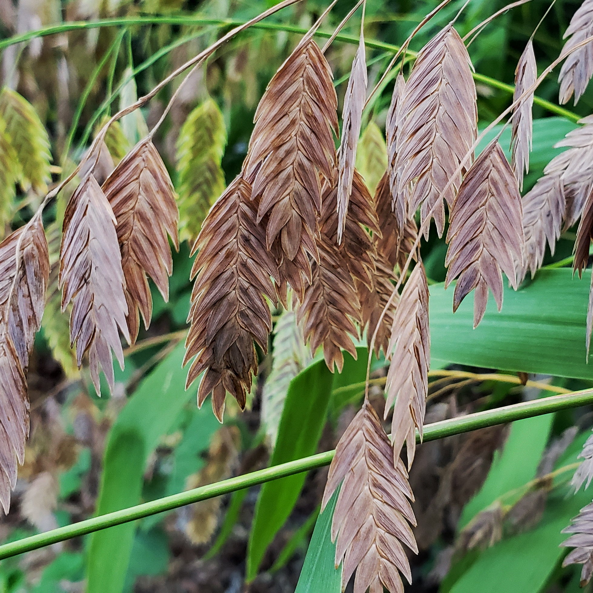 Inland sea oats (Chasmanthium latifolium)