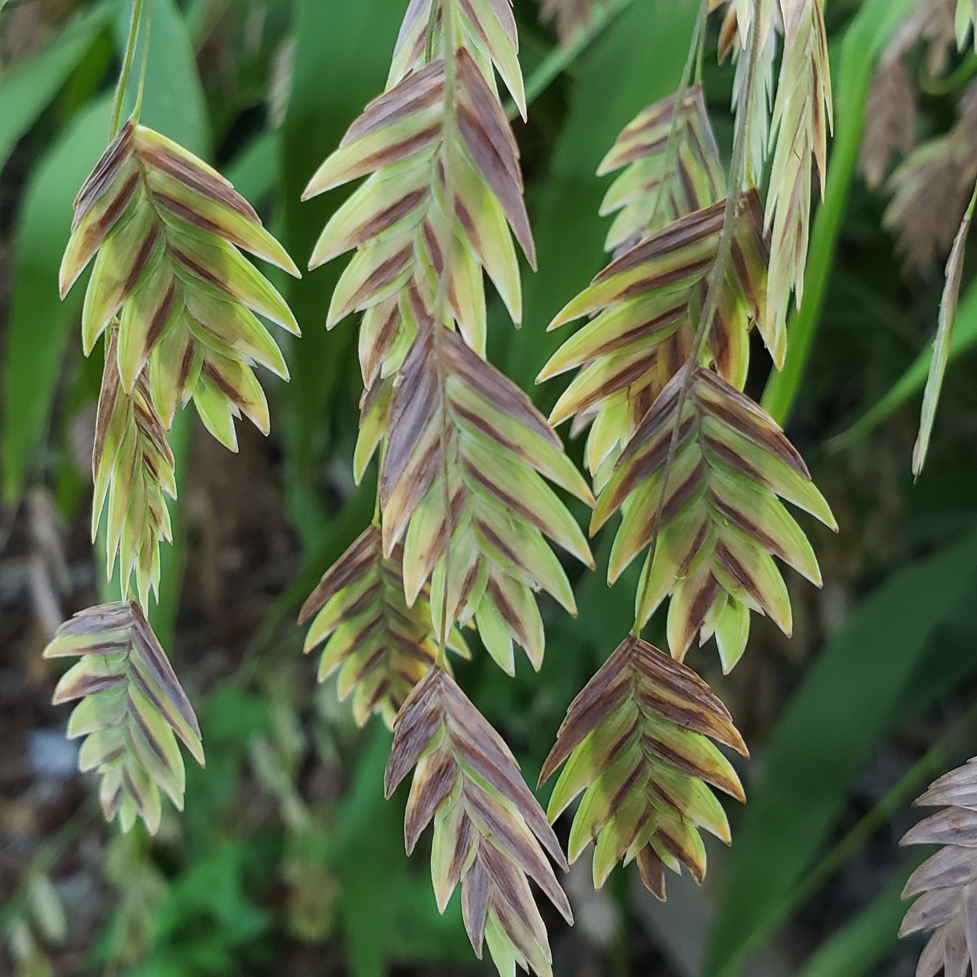 Inland sea oats (Chasmanthium latifolium)