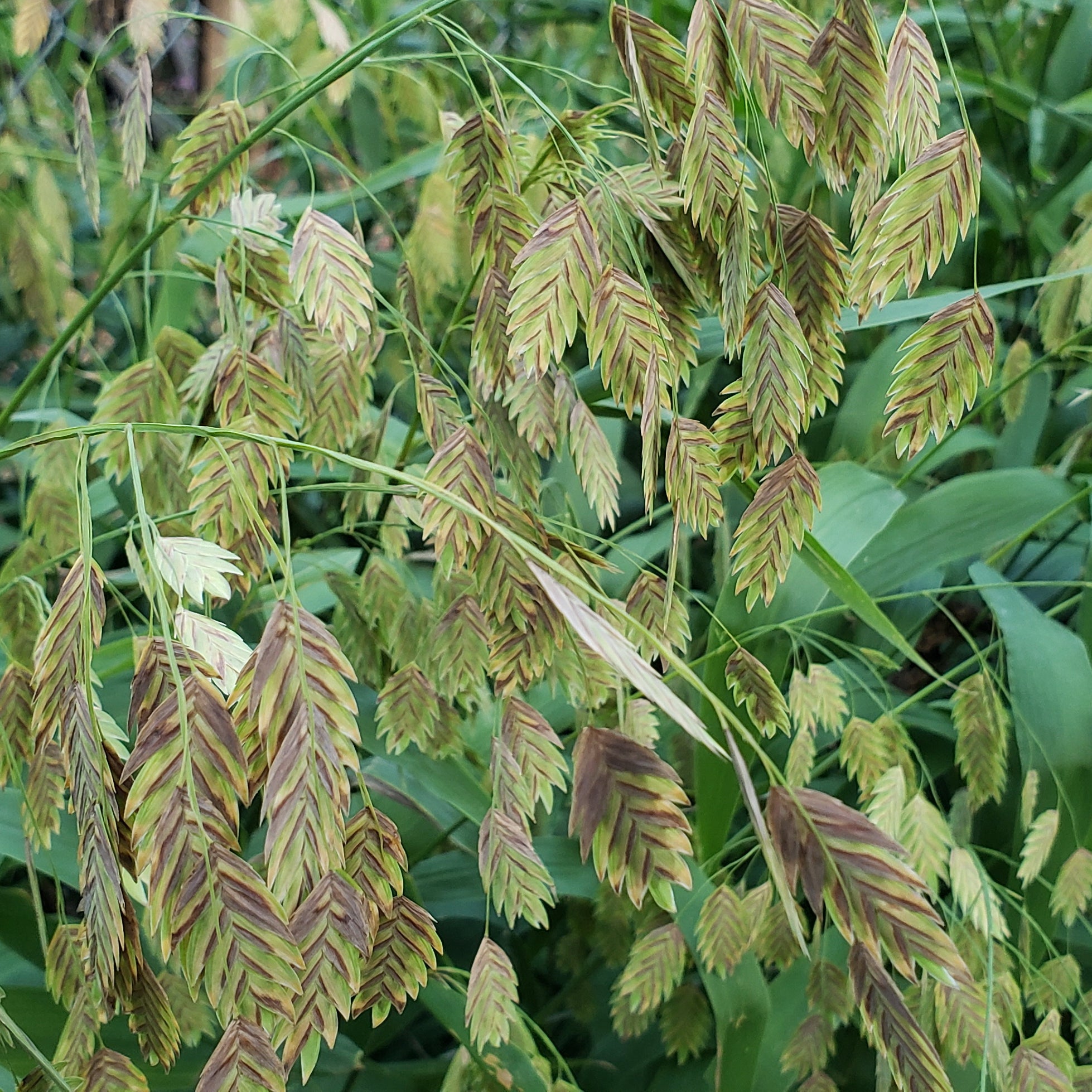 Inland sea oats (Chasmanthium latifolium)
