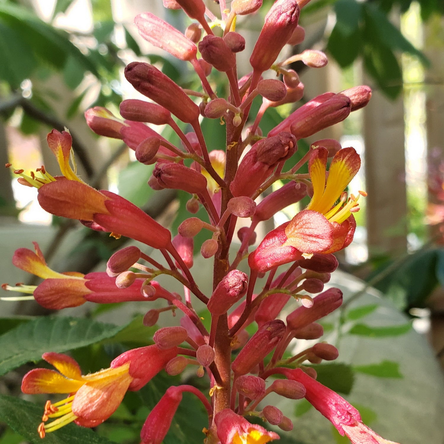 Red Buckeye (Aesculus pavia)
