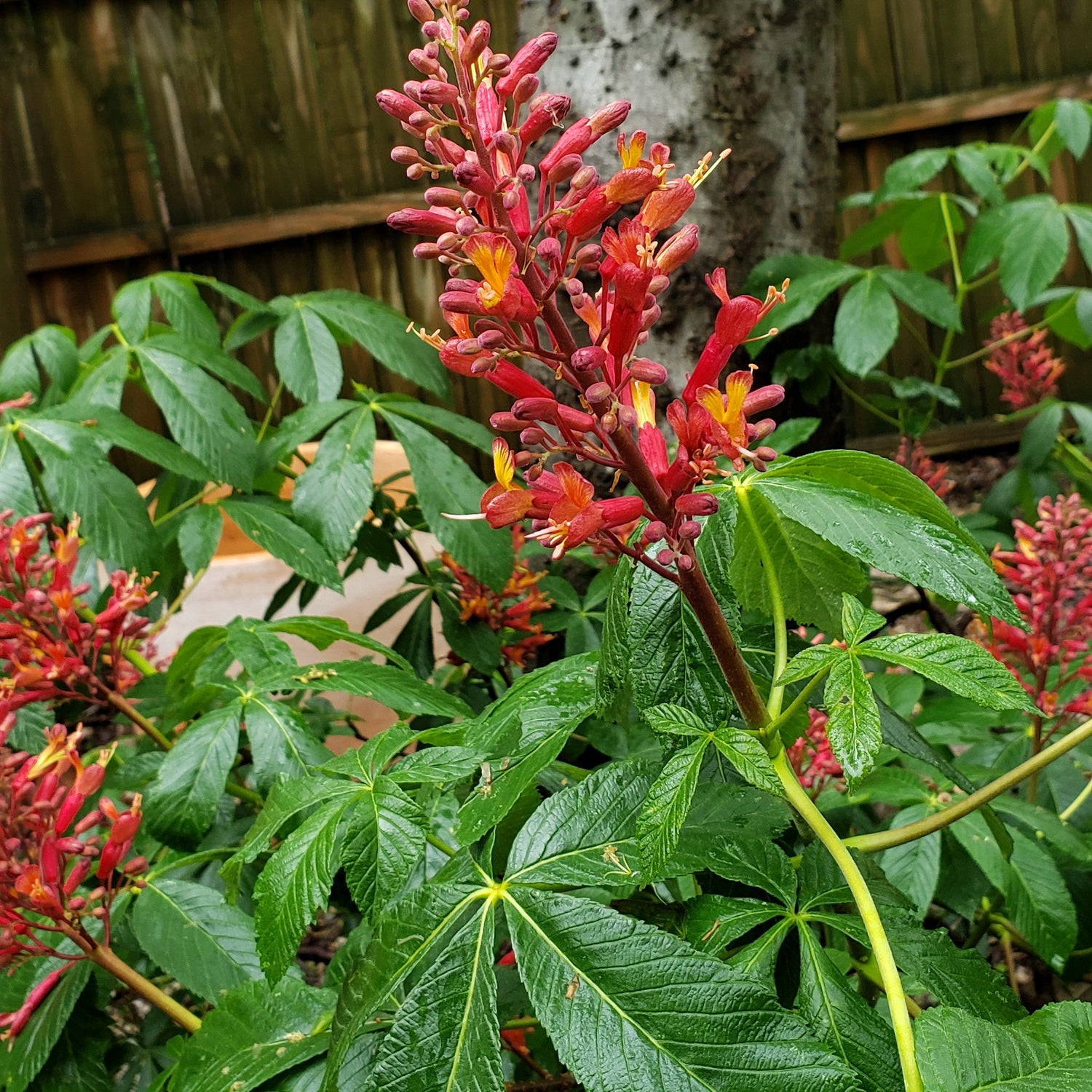 Red Buckeye (Aesculus pavia)