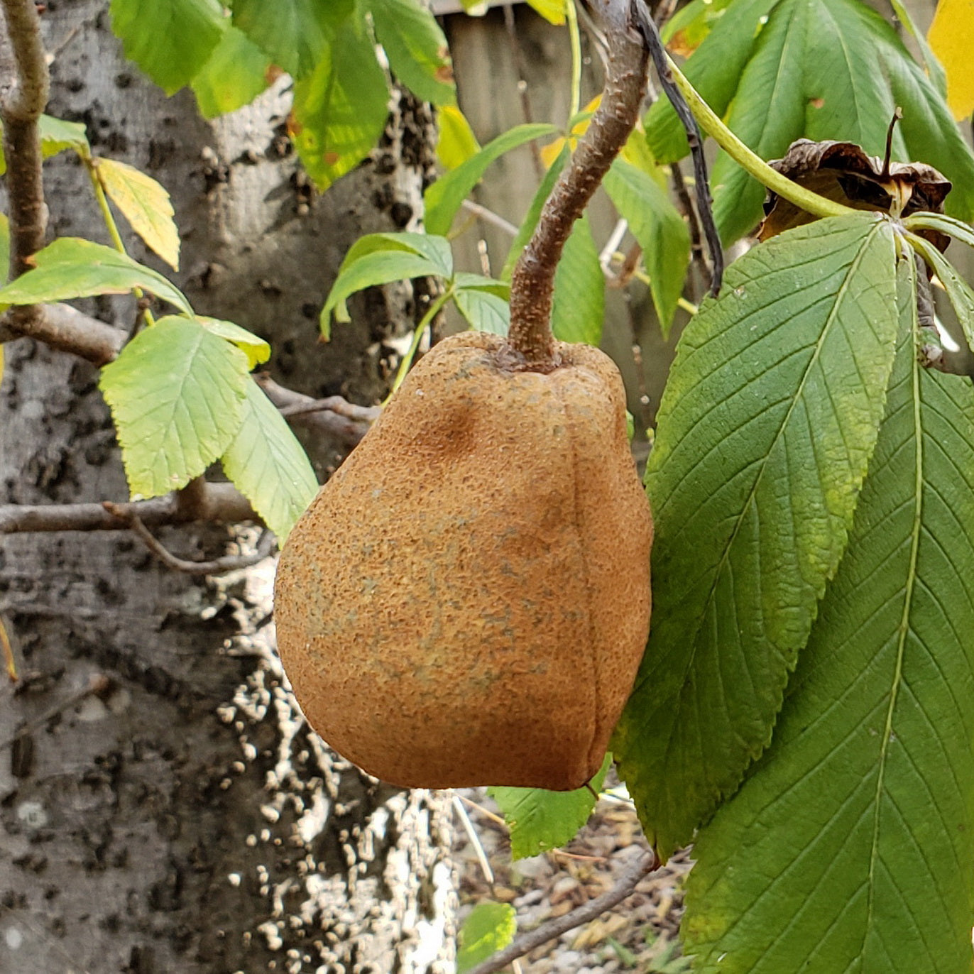 Red Buckeye (Aesculus pavia)