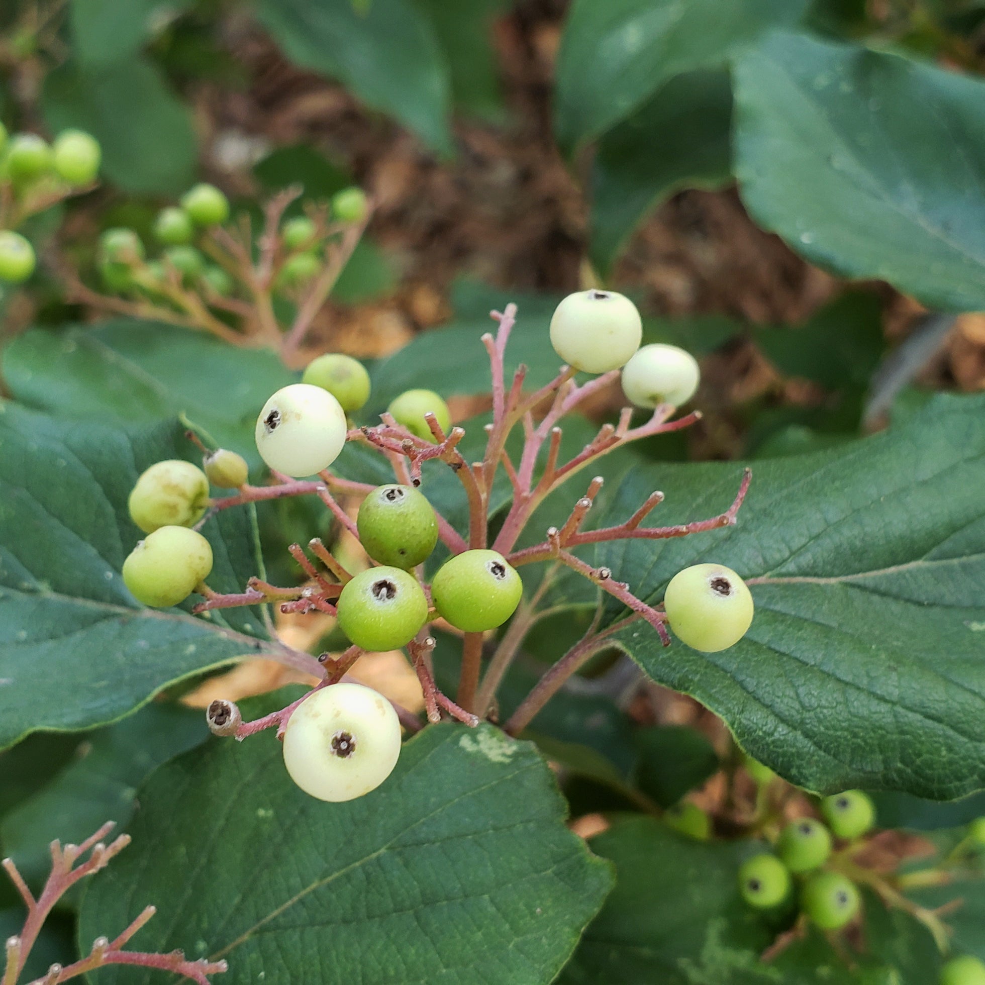 Roughleaf dogwood (Cornus drummondii)