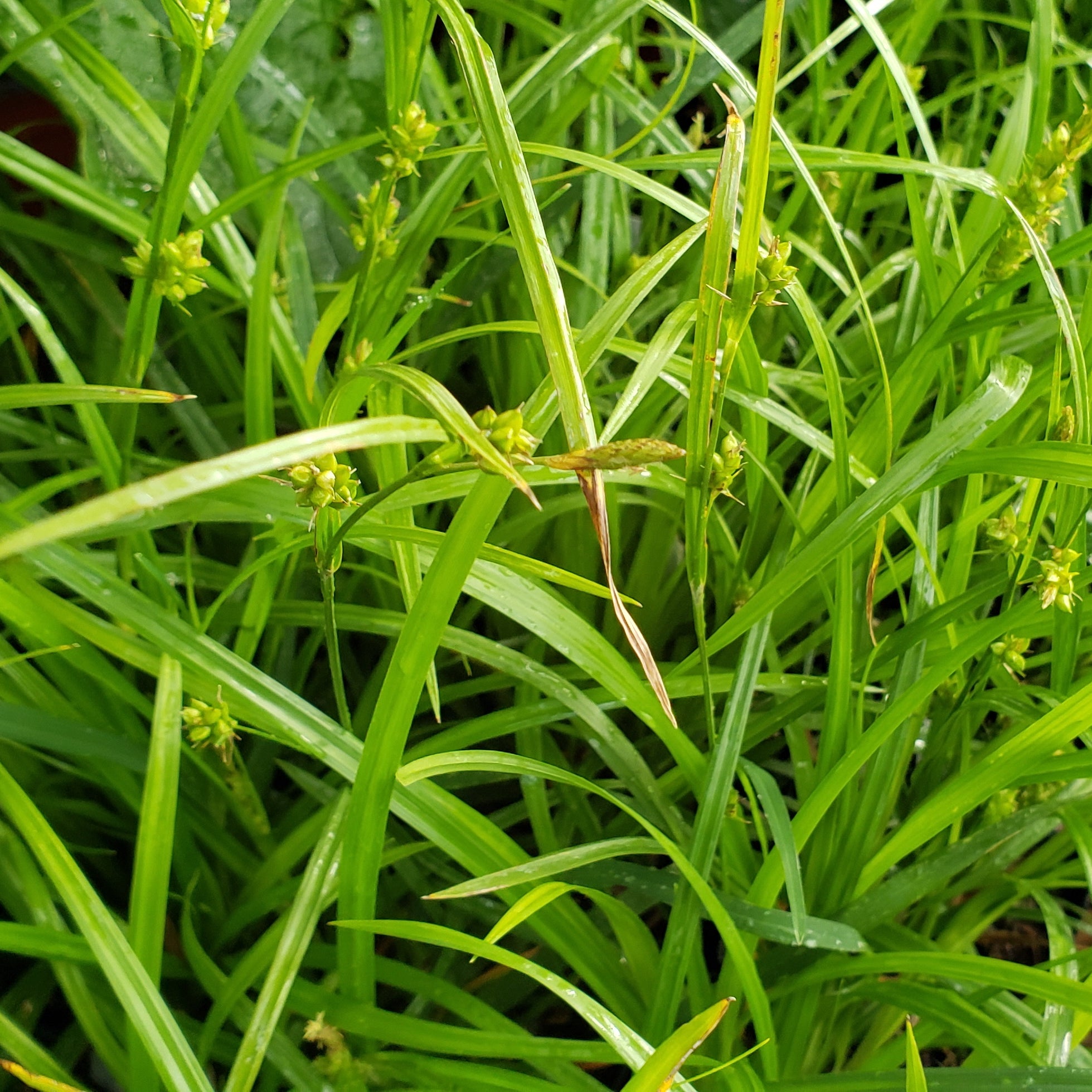 Woodland Sedge (Carex blanda)