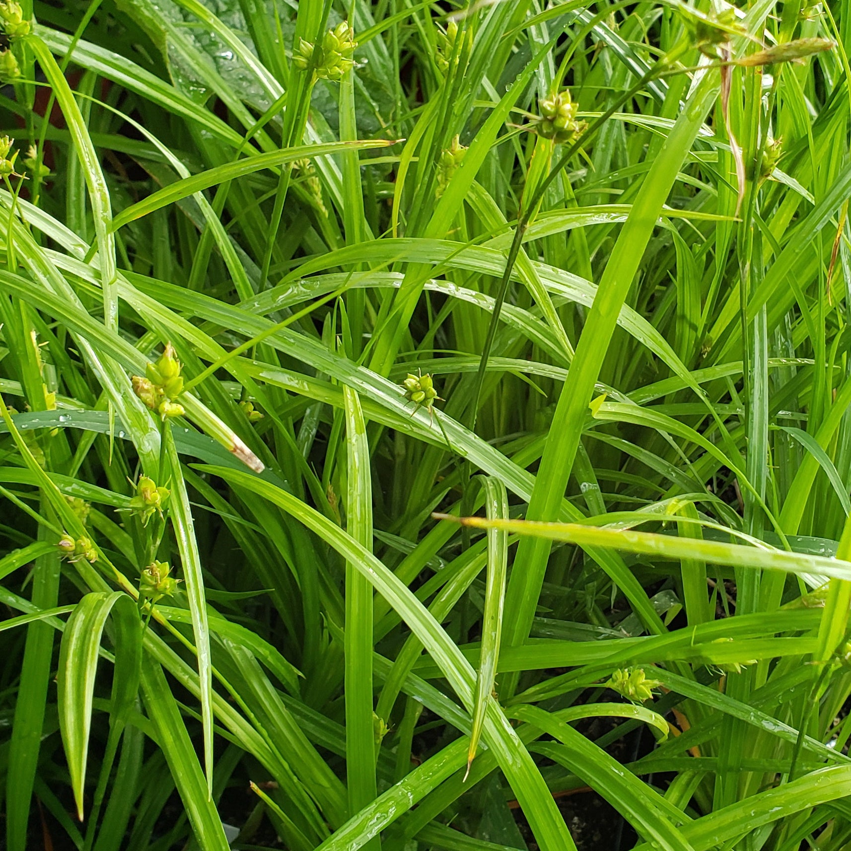 Woodland Sedge (Carex blanda)