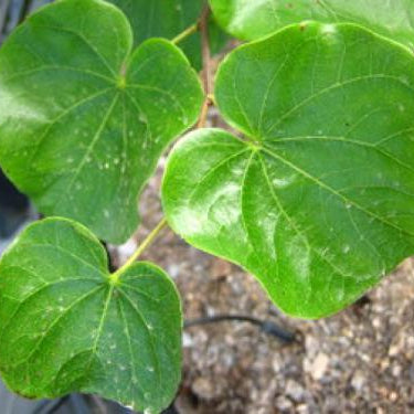 Texas Redbud (Cercis canadensis L. var. texensis)