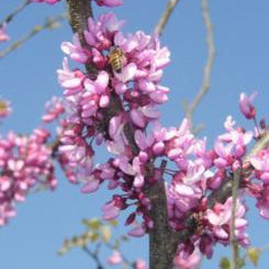 Texas Redbud (Cercis canadensis L. var. texensis)