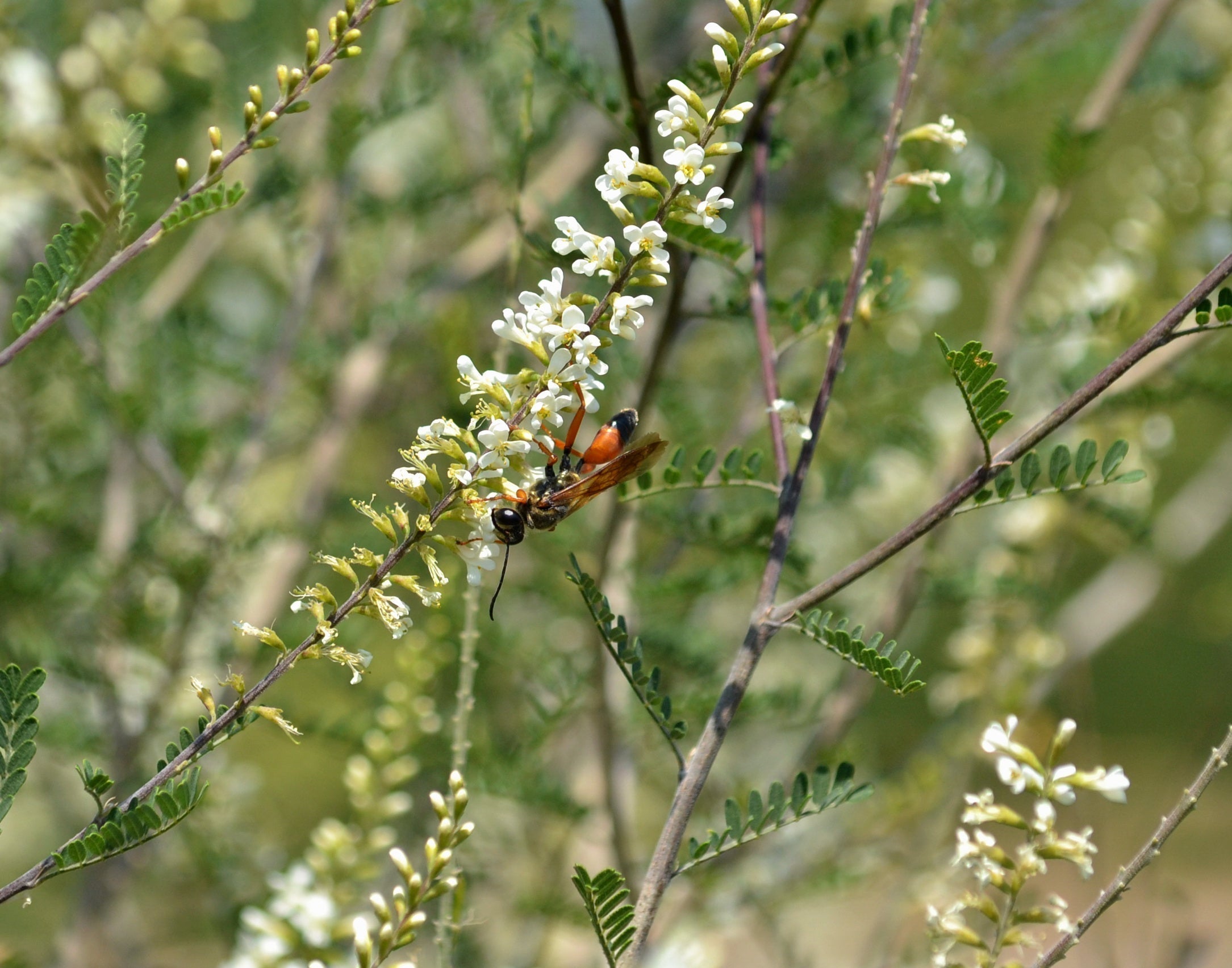 Plant This, Not That: Native Alternatives to Nandina, Bradford Pear, Vitex, Chinese Privet & Other Invasive Plants in North Texas.