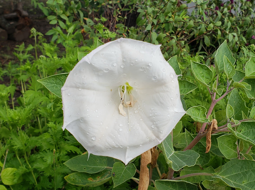 Datura wrightii (Datura)