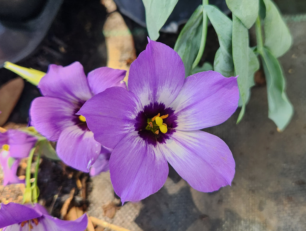 Eustoma exaltatum ssp. russellianum (Texas Bluebells)