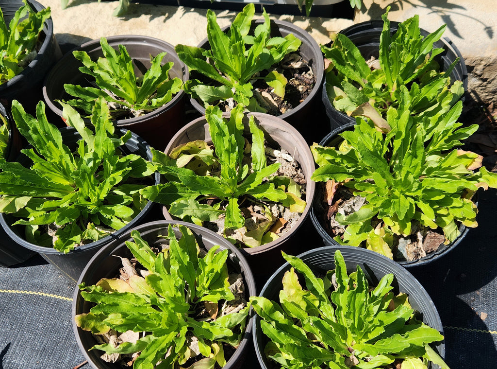 Physostegia pulchella (Spring Obedient Plant)